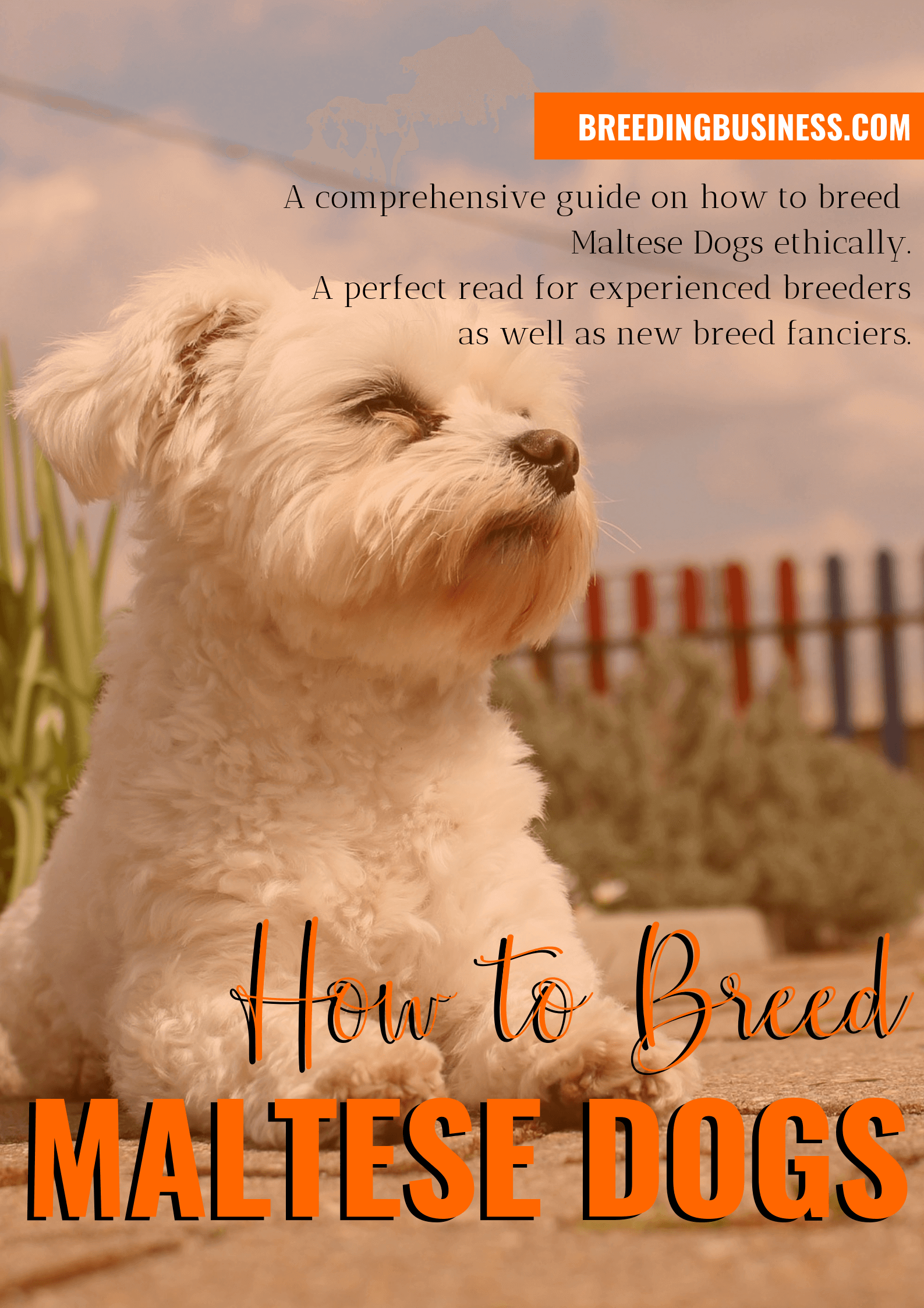breeding Maltese dogs