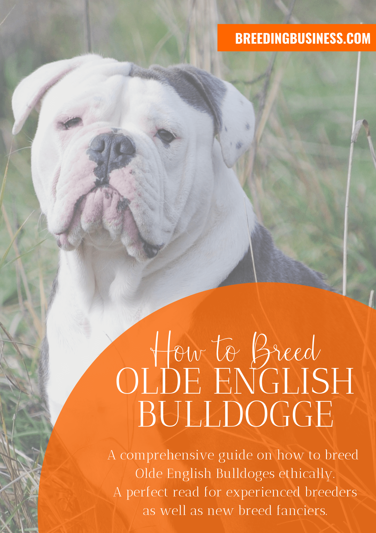 breeding Olde English Bulldogges