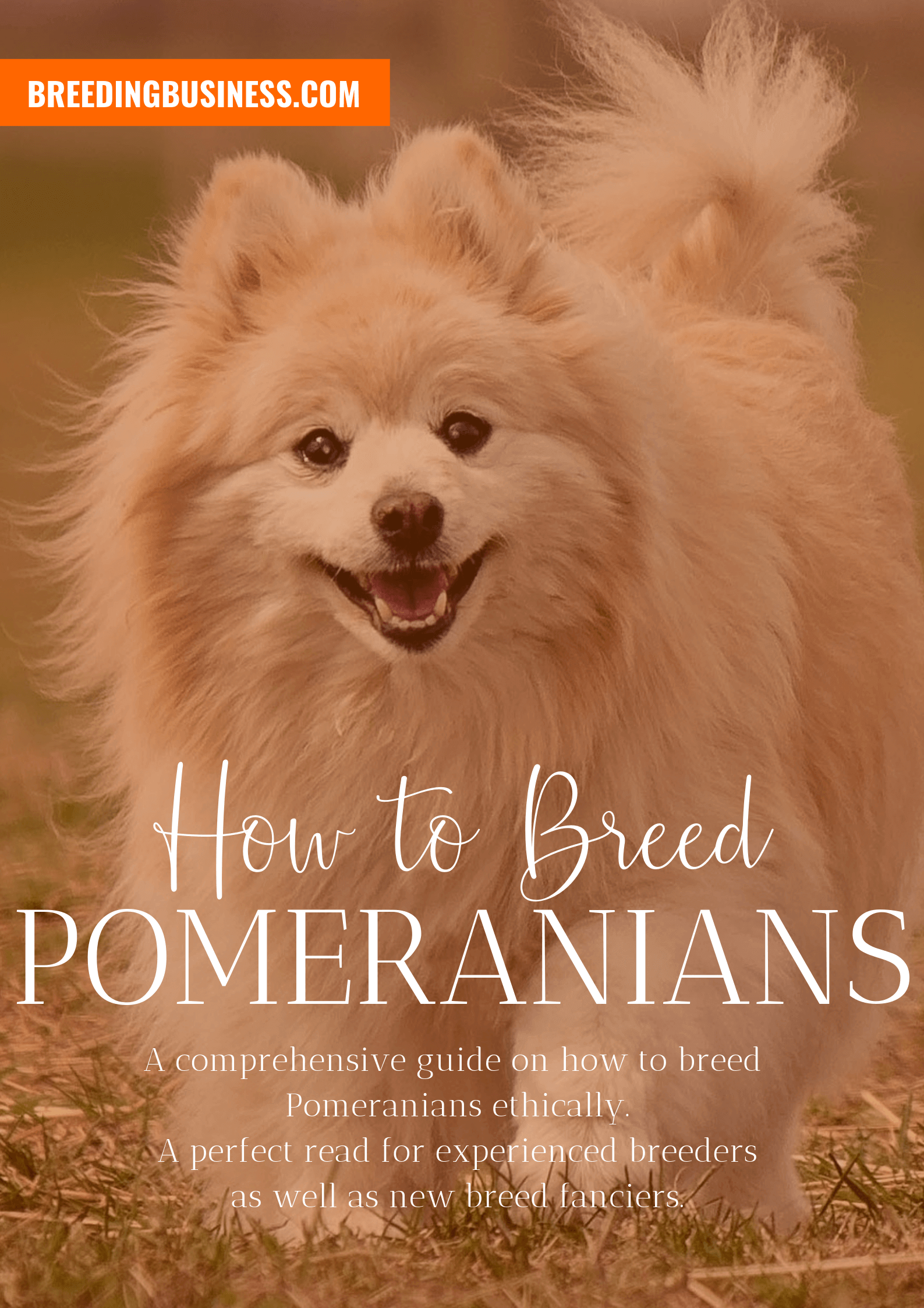 breeding Pomeranians