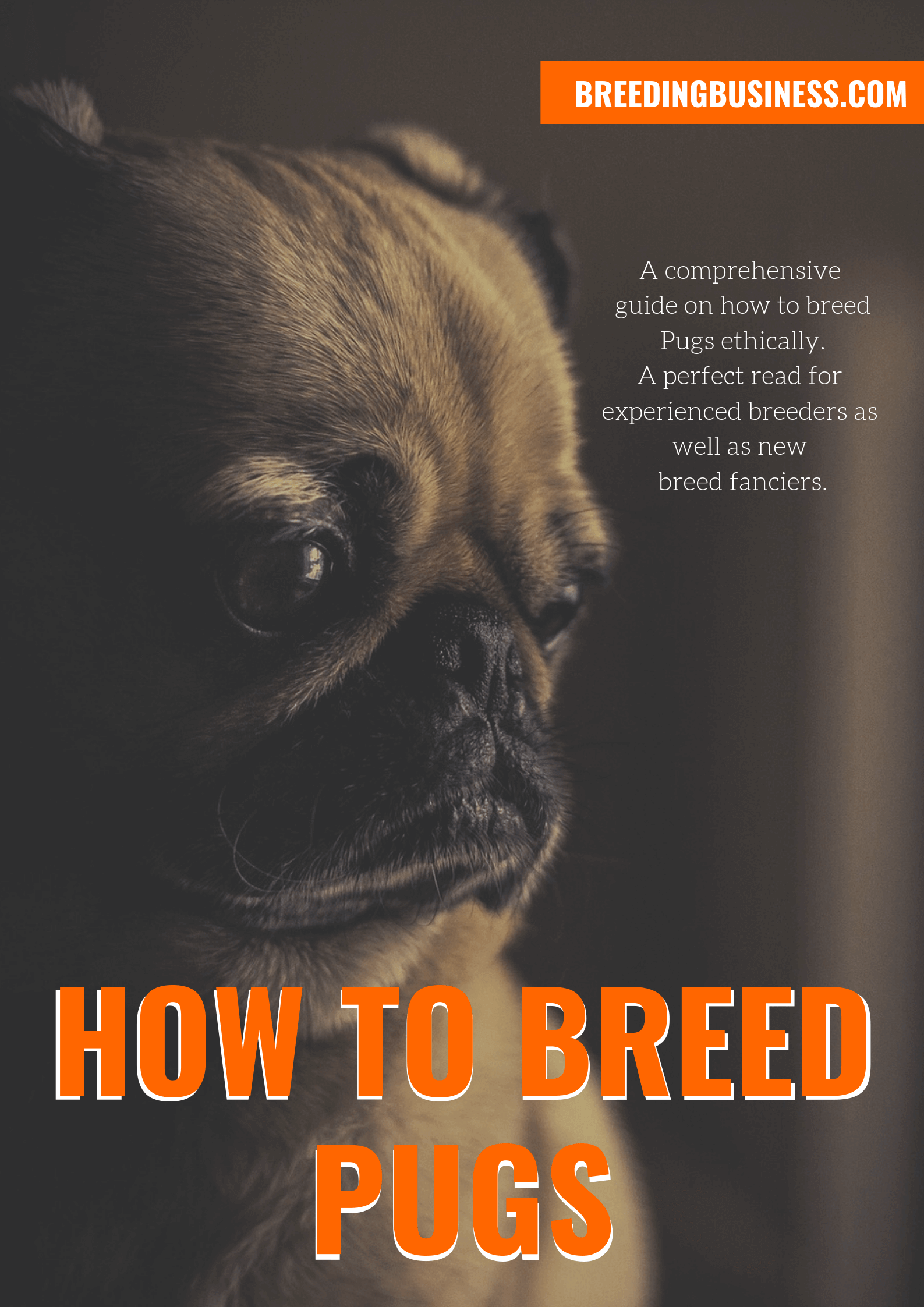breeding Pugs