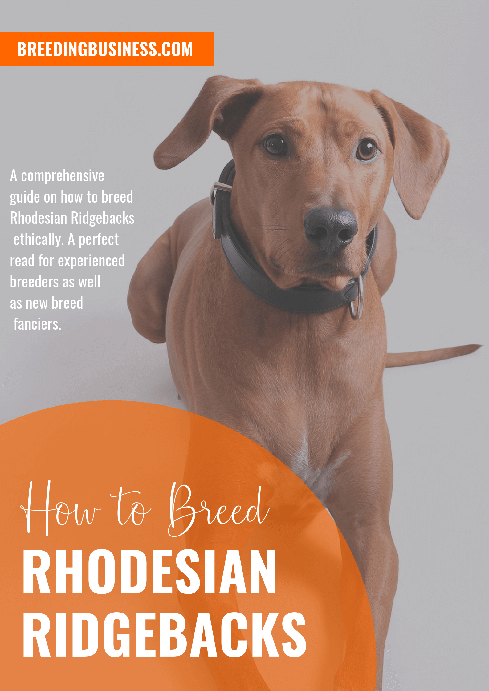 breeding Rhodesian Ridgebacks