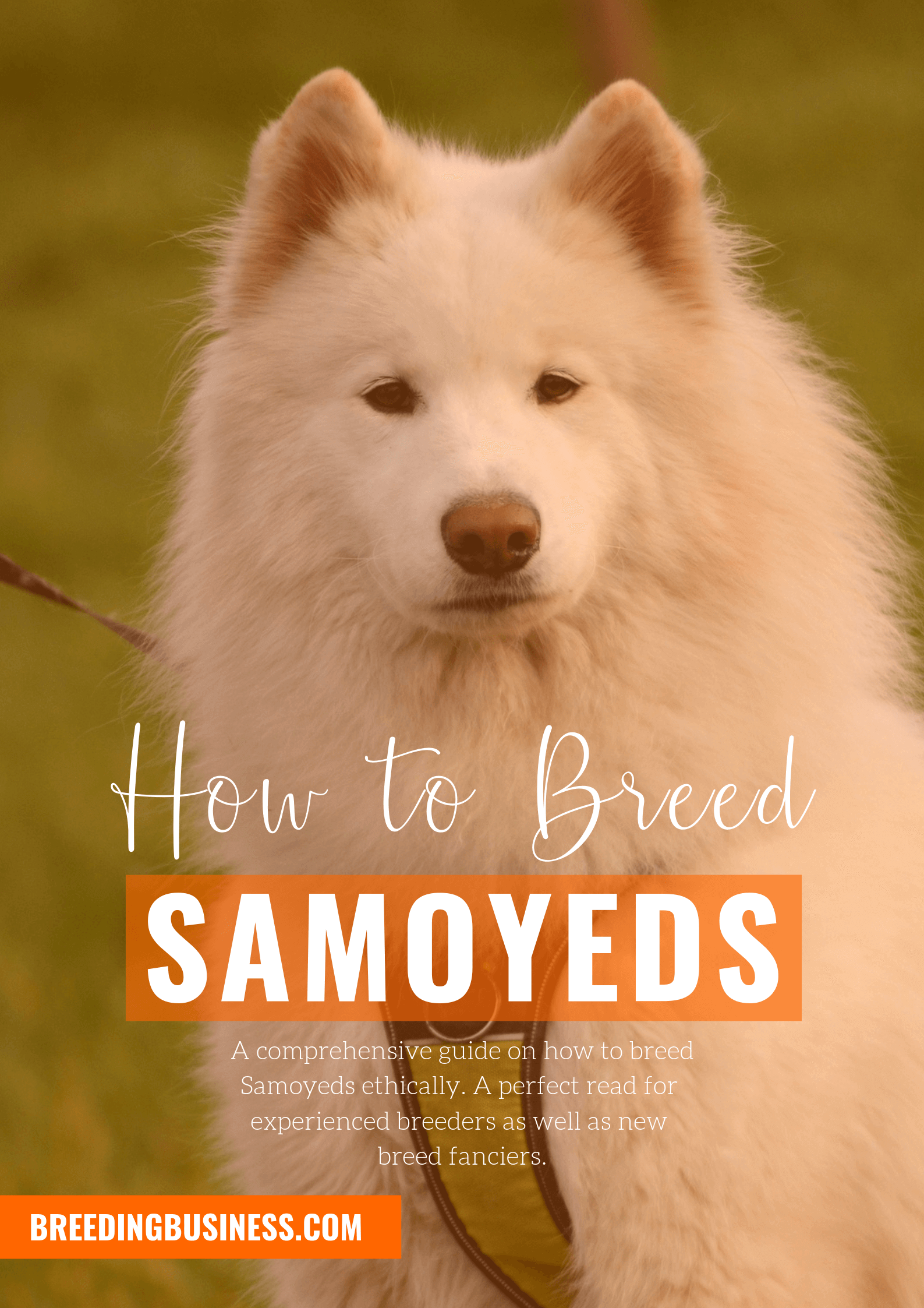 breeding Samoyeds