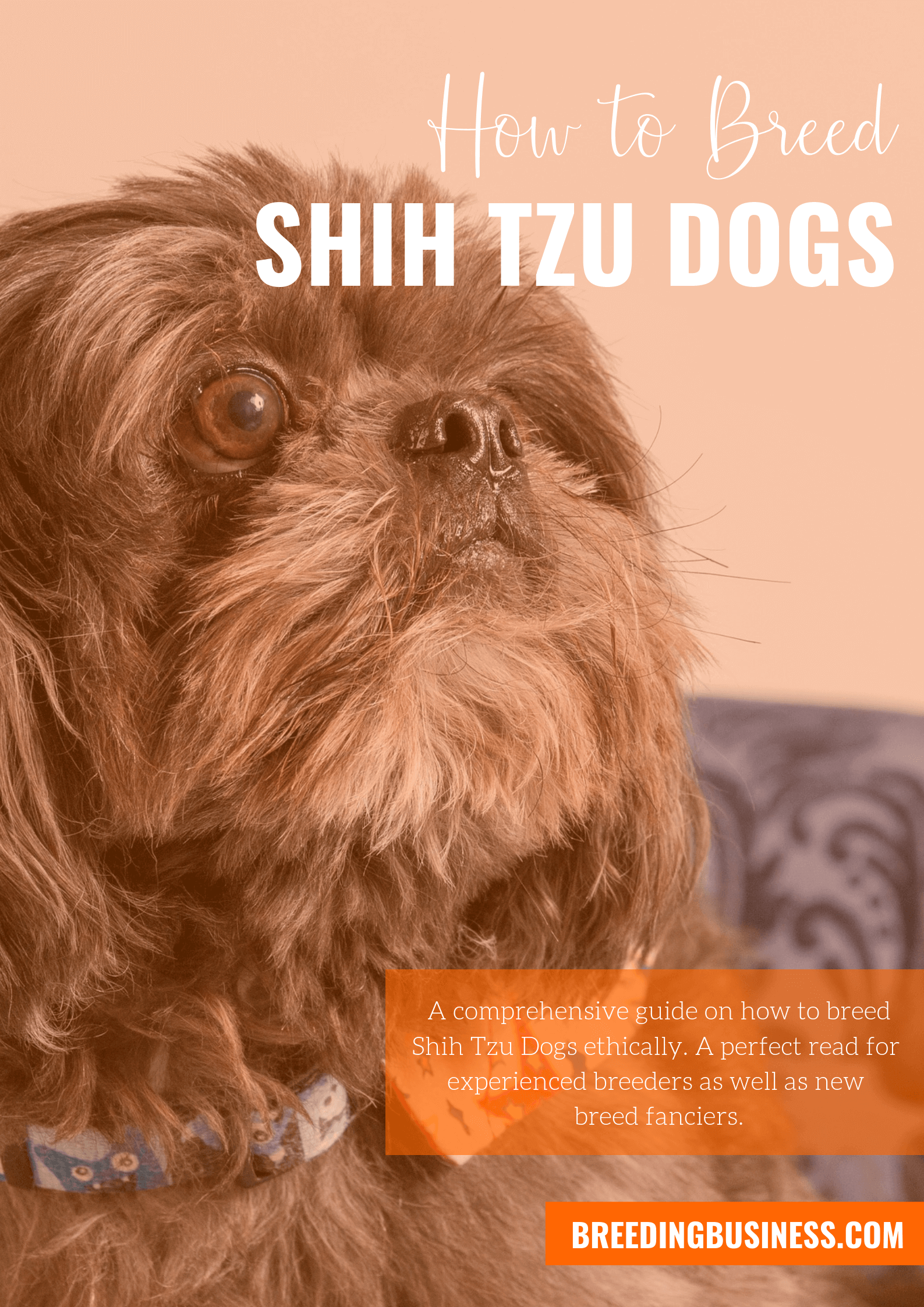 breeding Shih Tzus