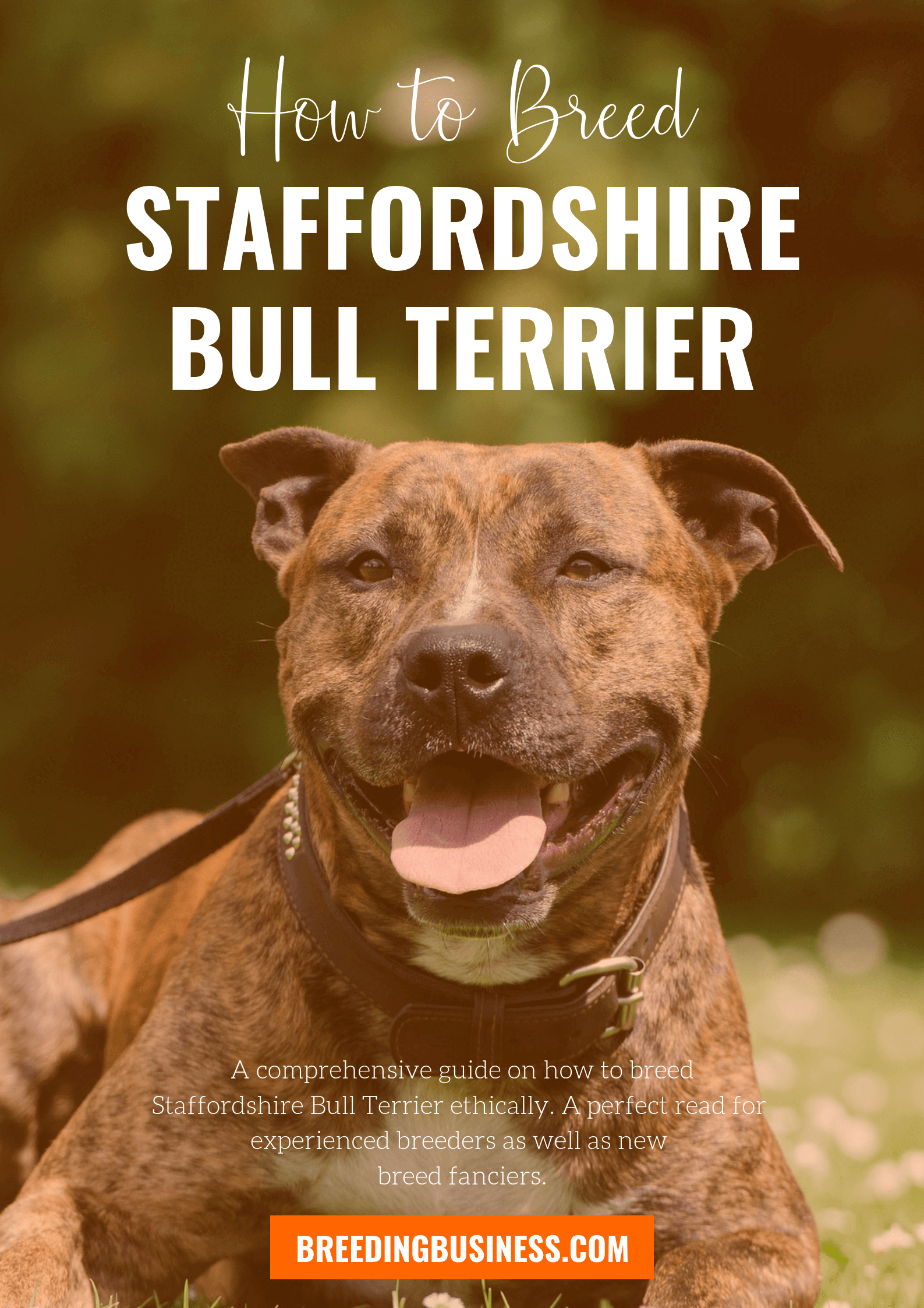 breeding Staffordshire Bull Terriers