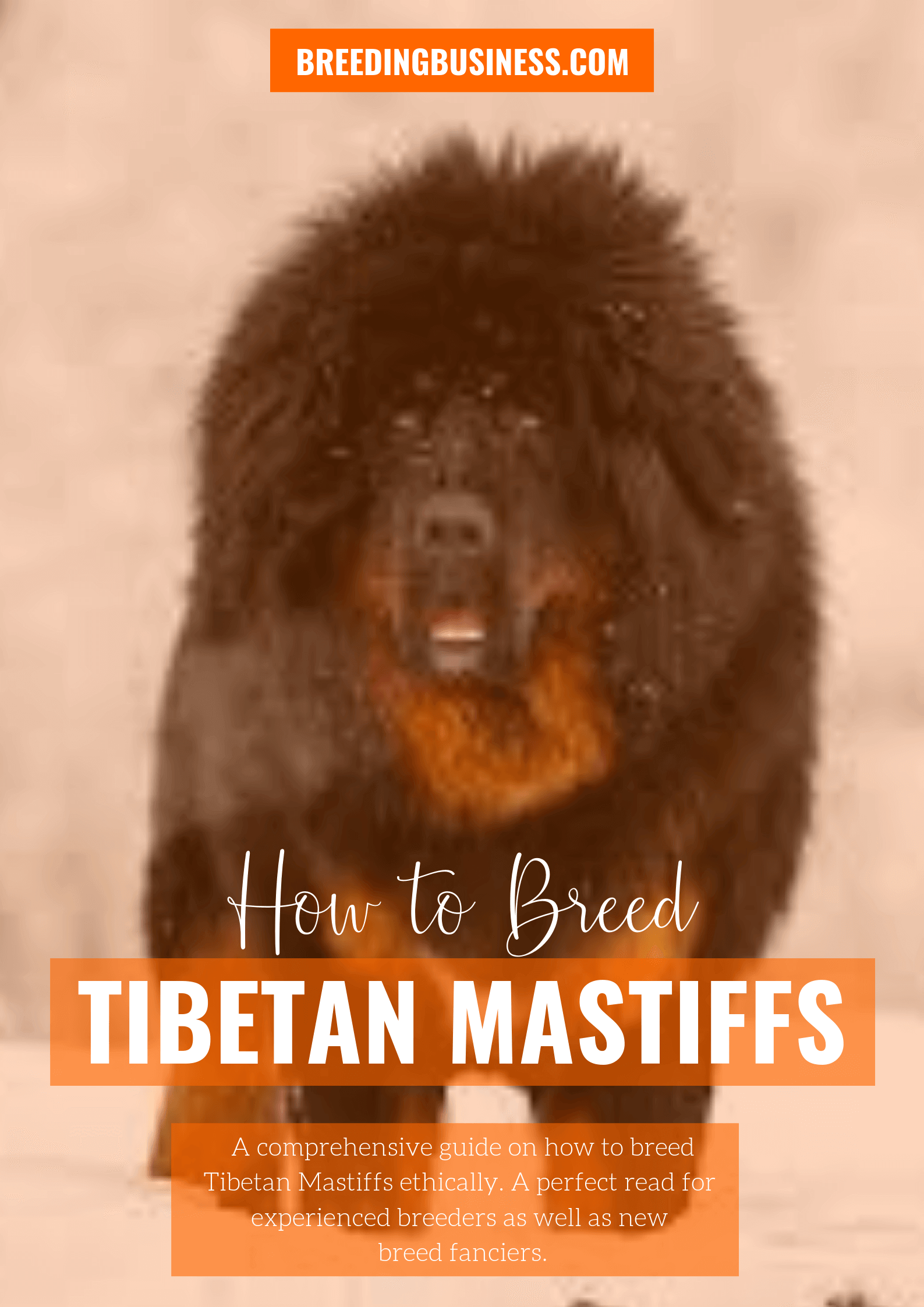 breeding Tibetan Mastiffs
