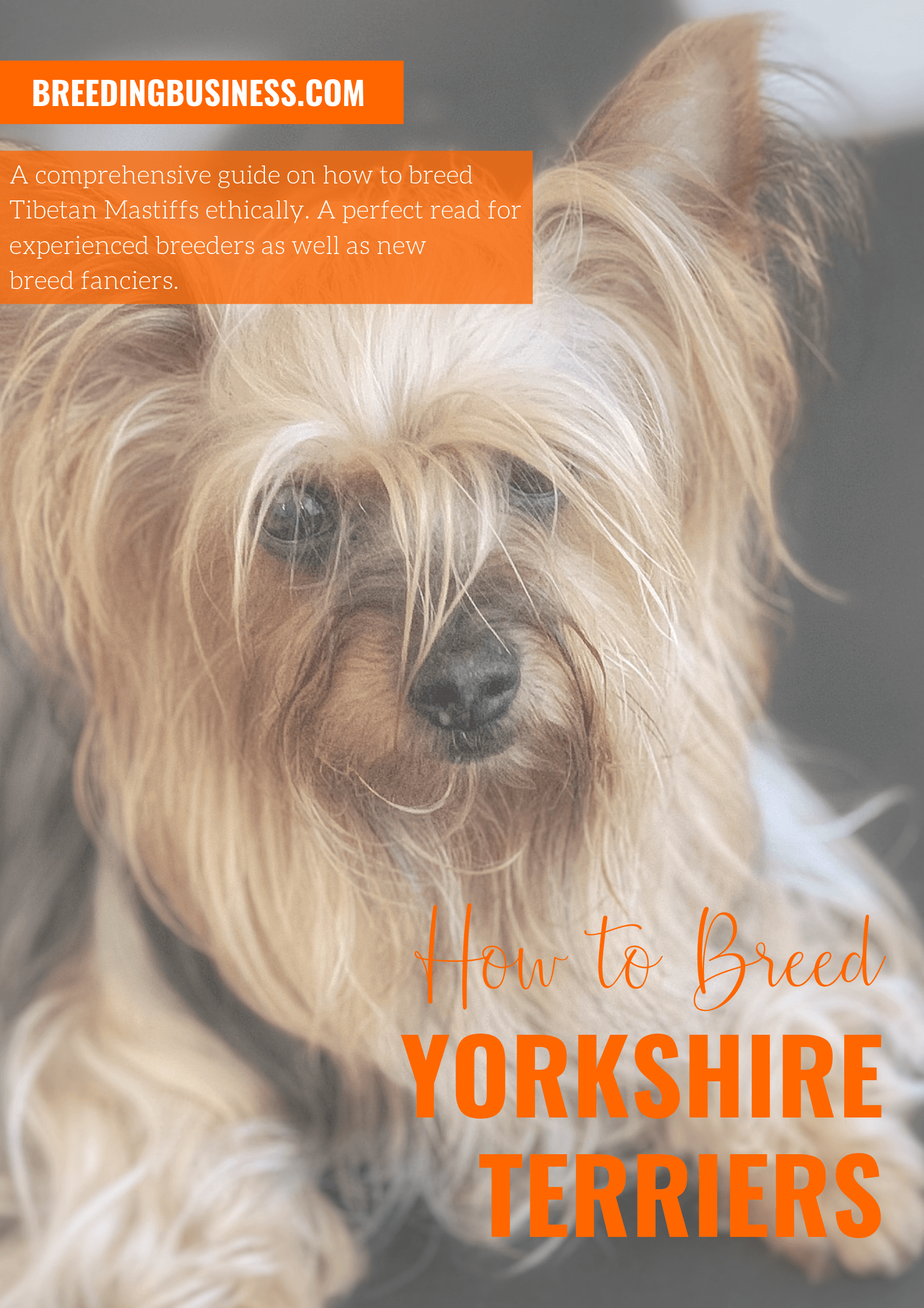 breeding Yorkshire Terriers