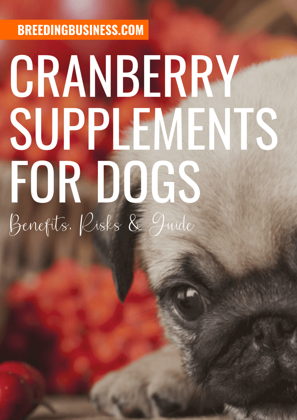 best cranberry supplement for dogs