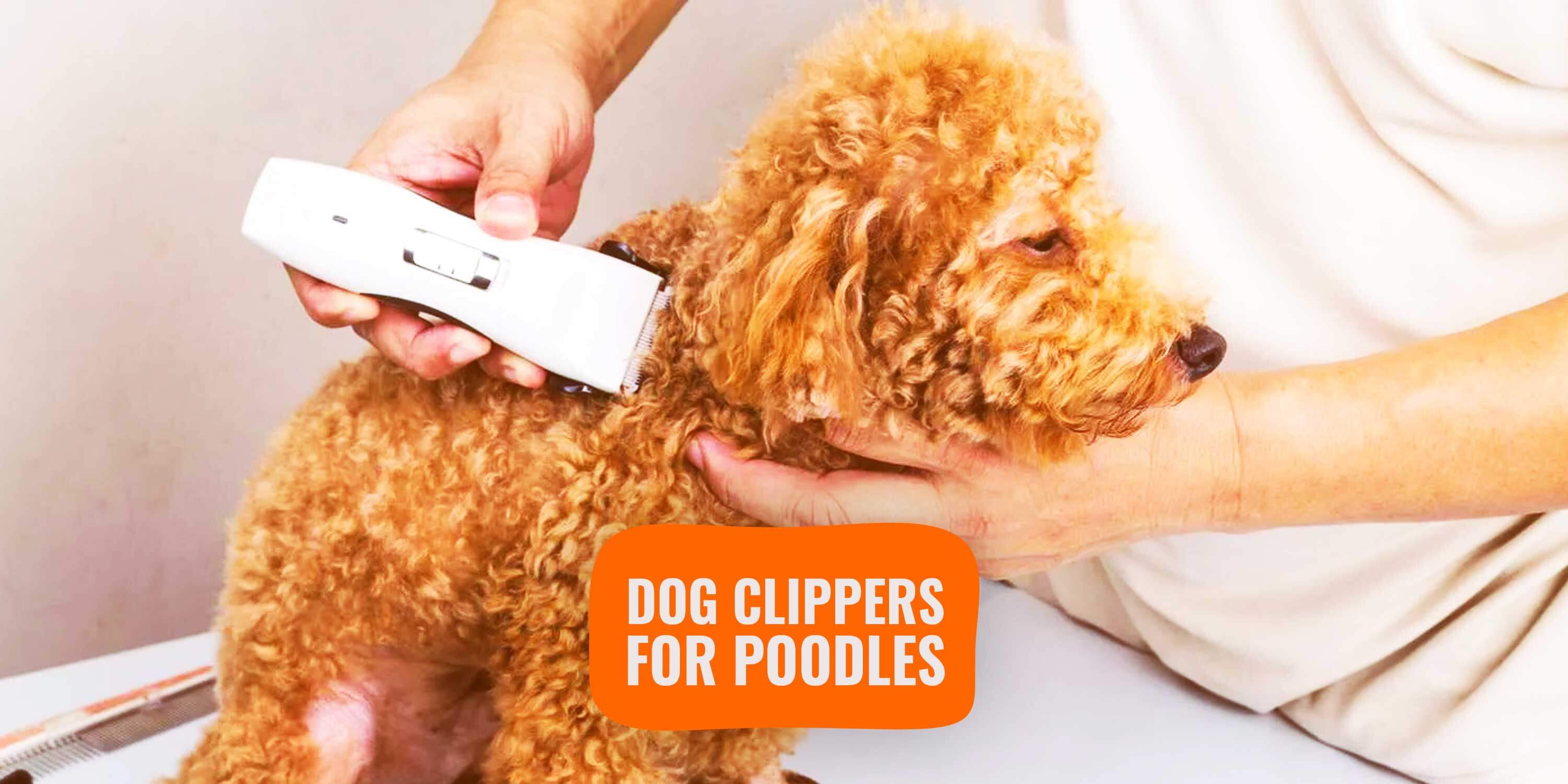 wahl dog clippers for poodles