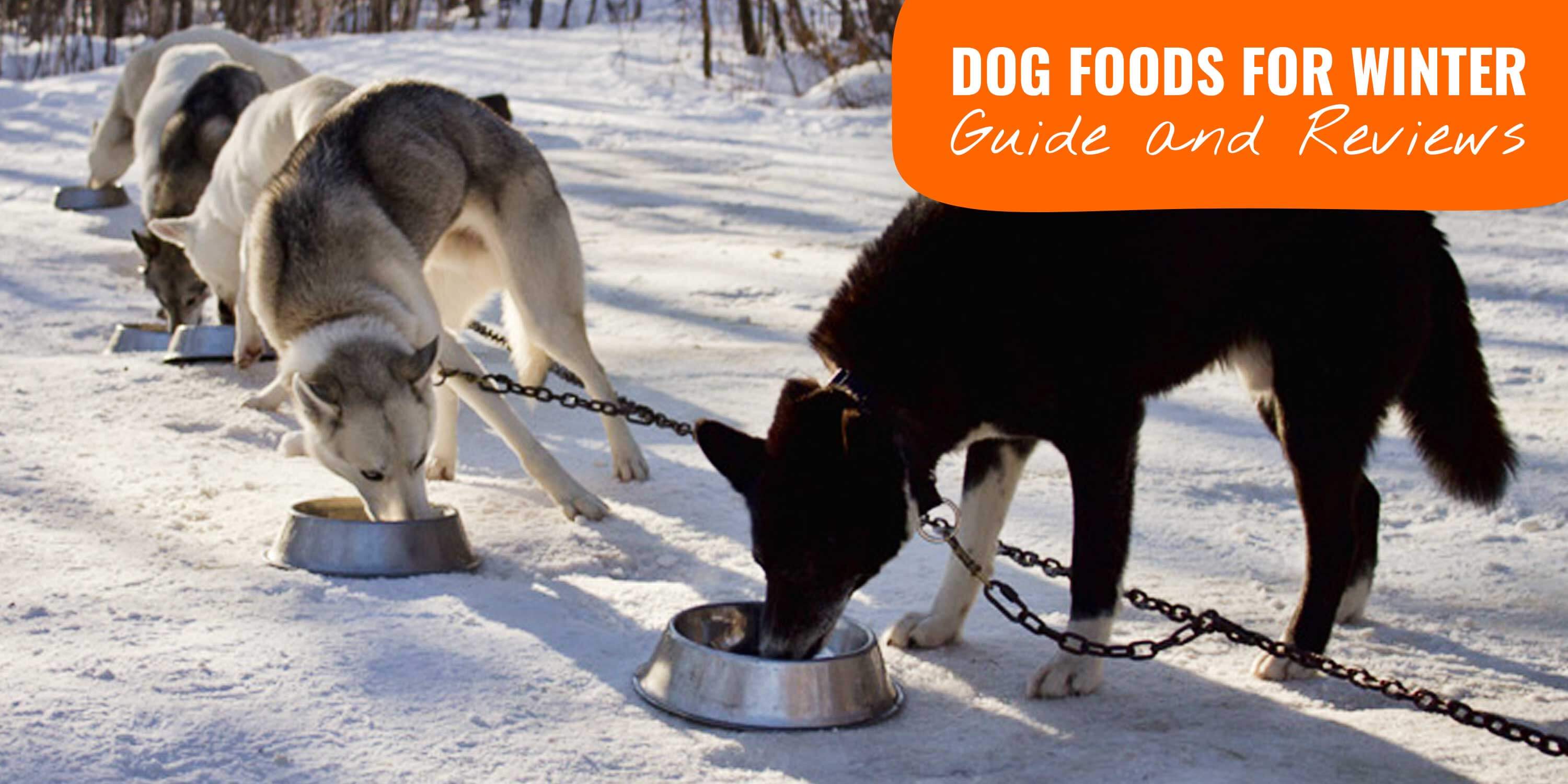 10 Best Dog Foods for Winter Buying Guide w/ FAQ for Winter Foods!