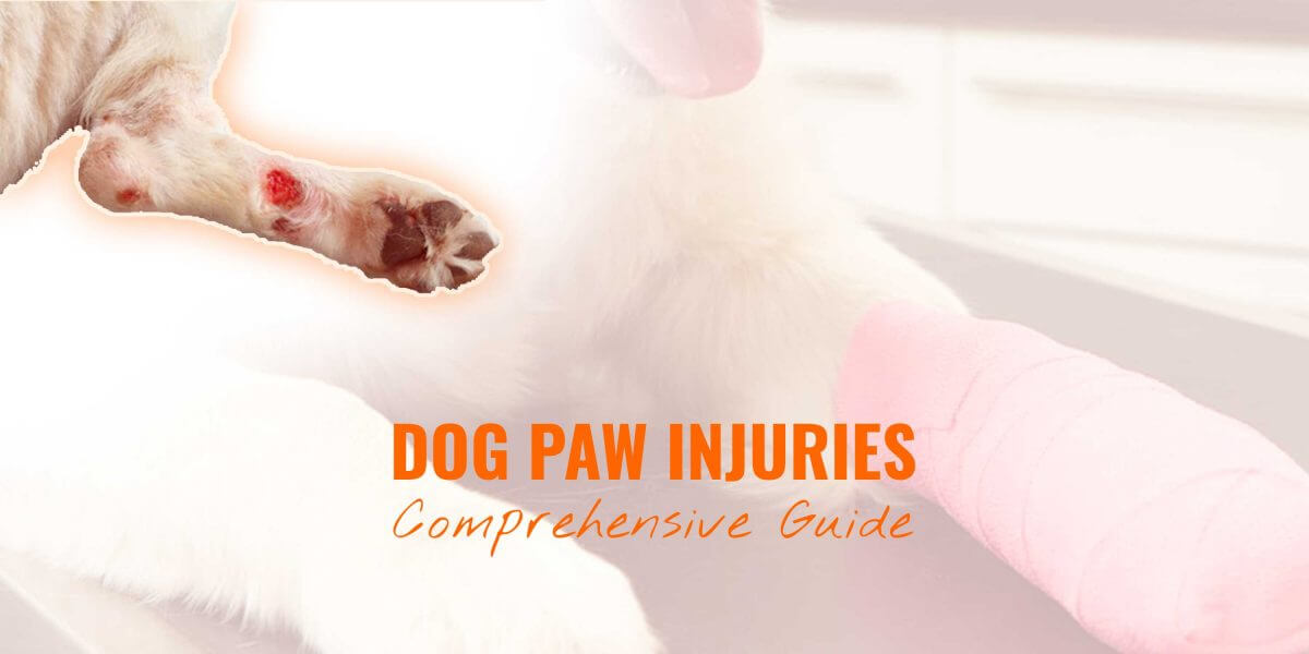 deep cut on dog's paw pad