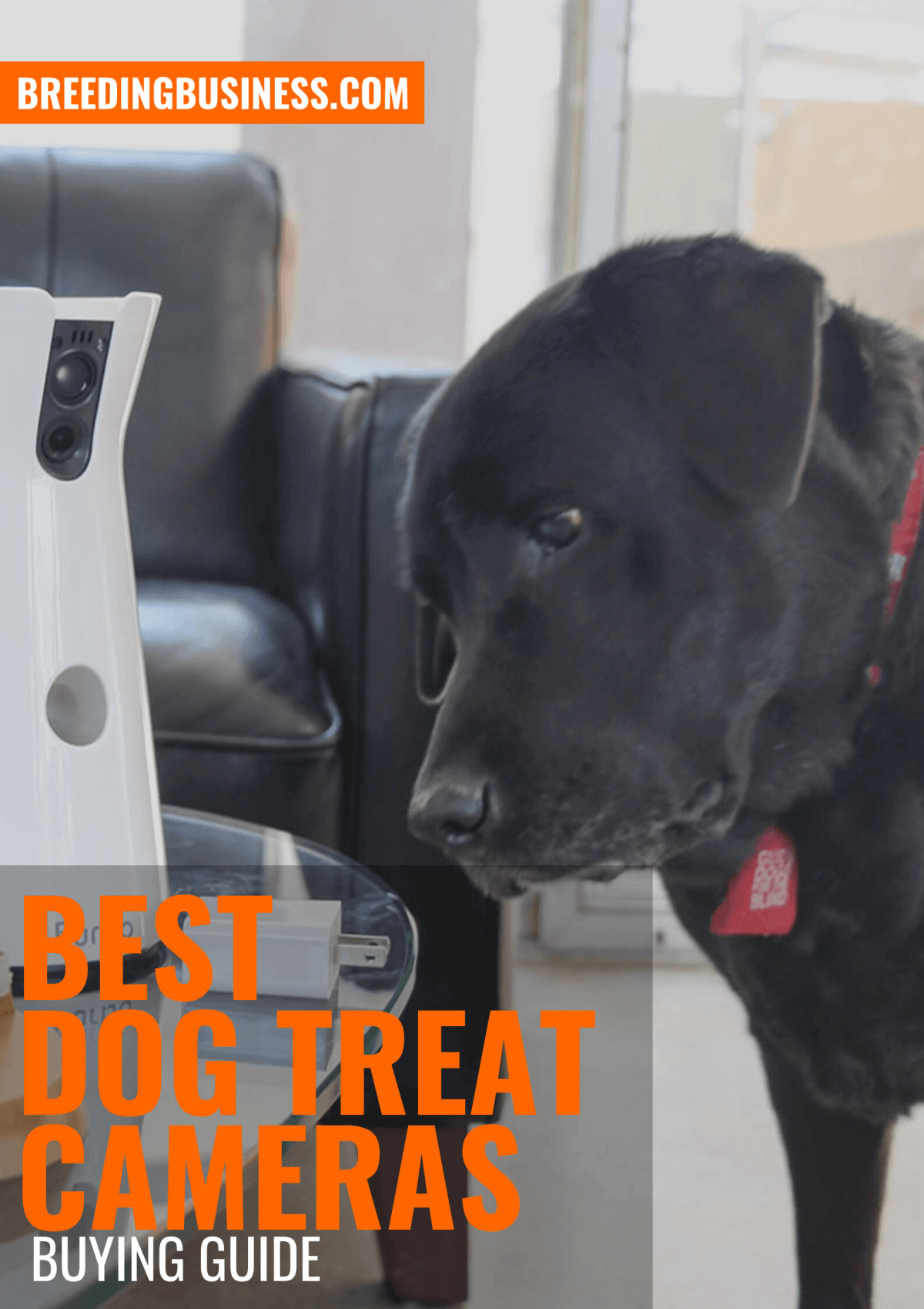Reviews: the Top Dog Treat Cameras