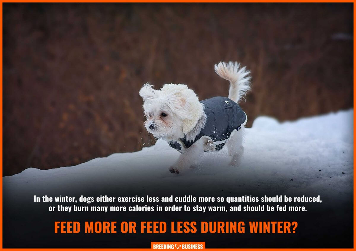 feeding dogs during winter