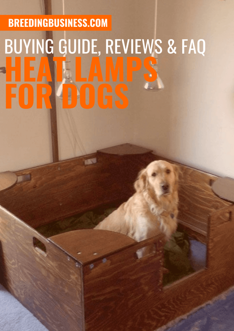 Heat Lamps for Dogs Buying Guide, Reviews, FAQ
