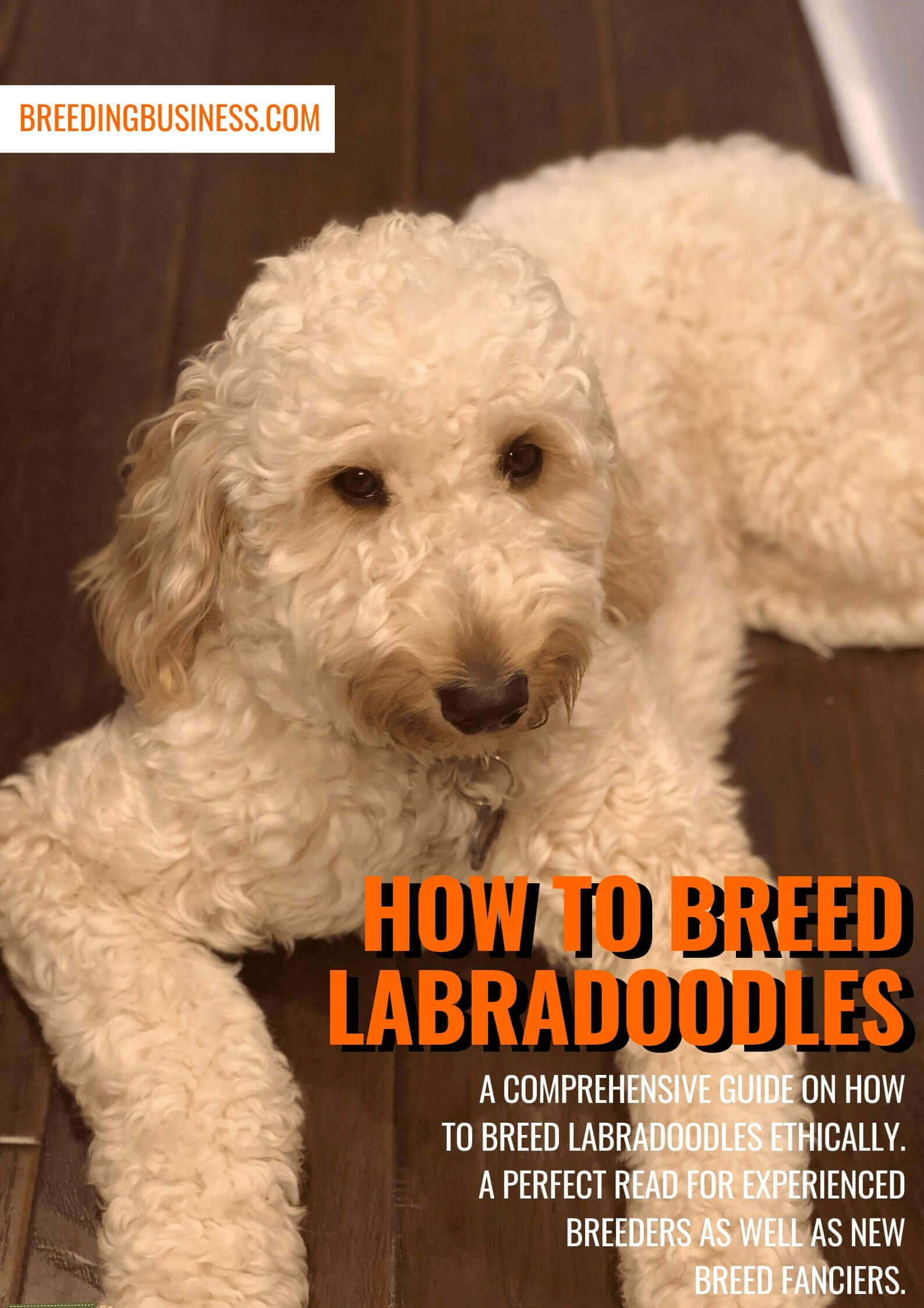 how to breed labradoodles