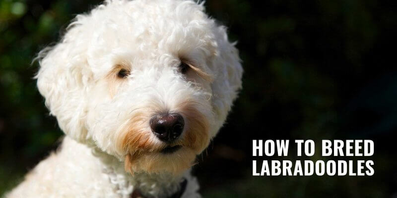 breeding labradoodles