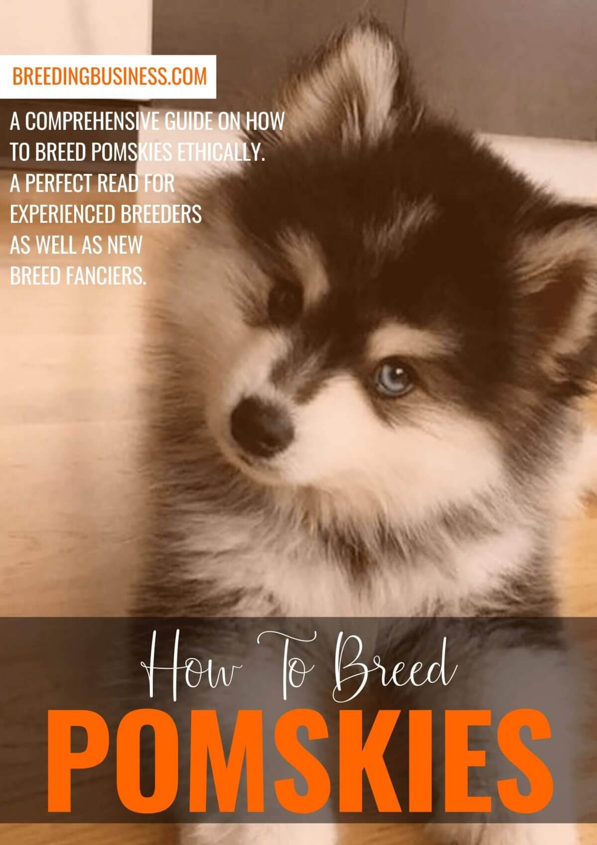 how to breed pomskies