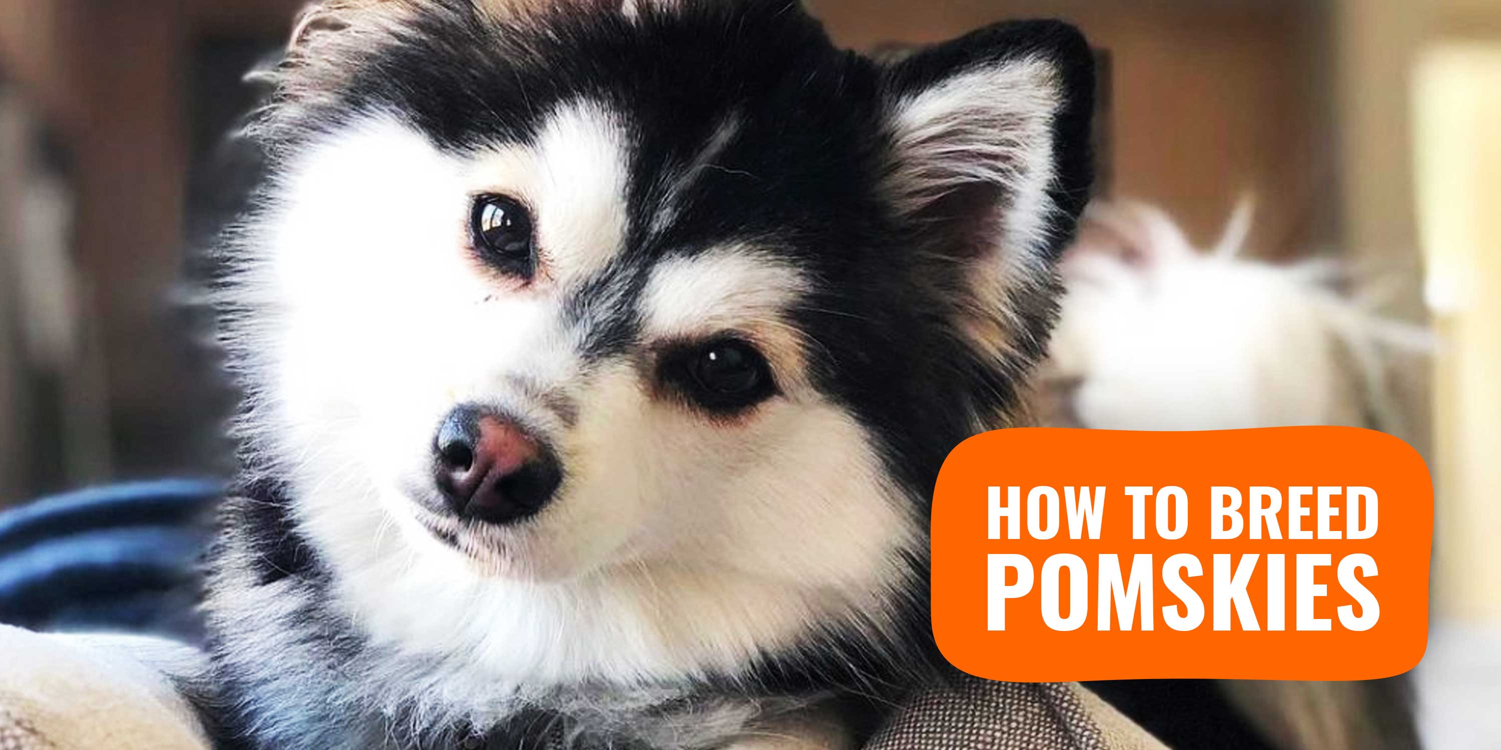 do pomsky puppies shed