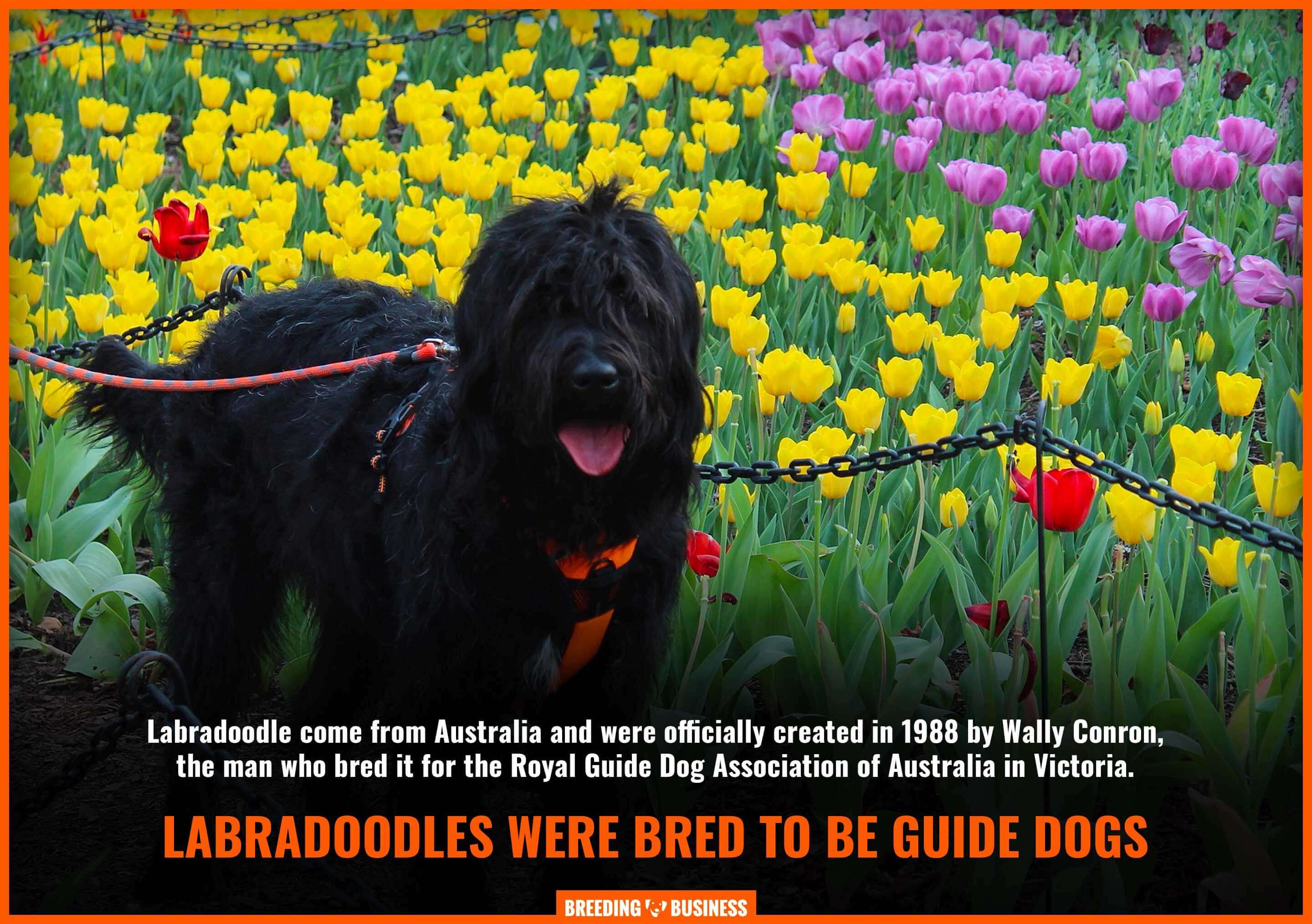 labradoodles as guide dogs
