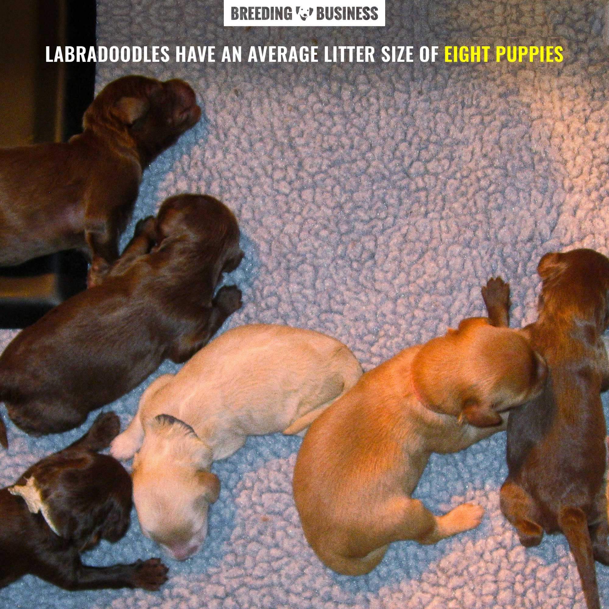 labradoodle litter puppy count