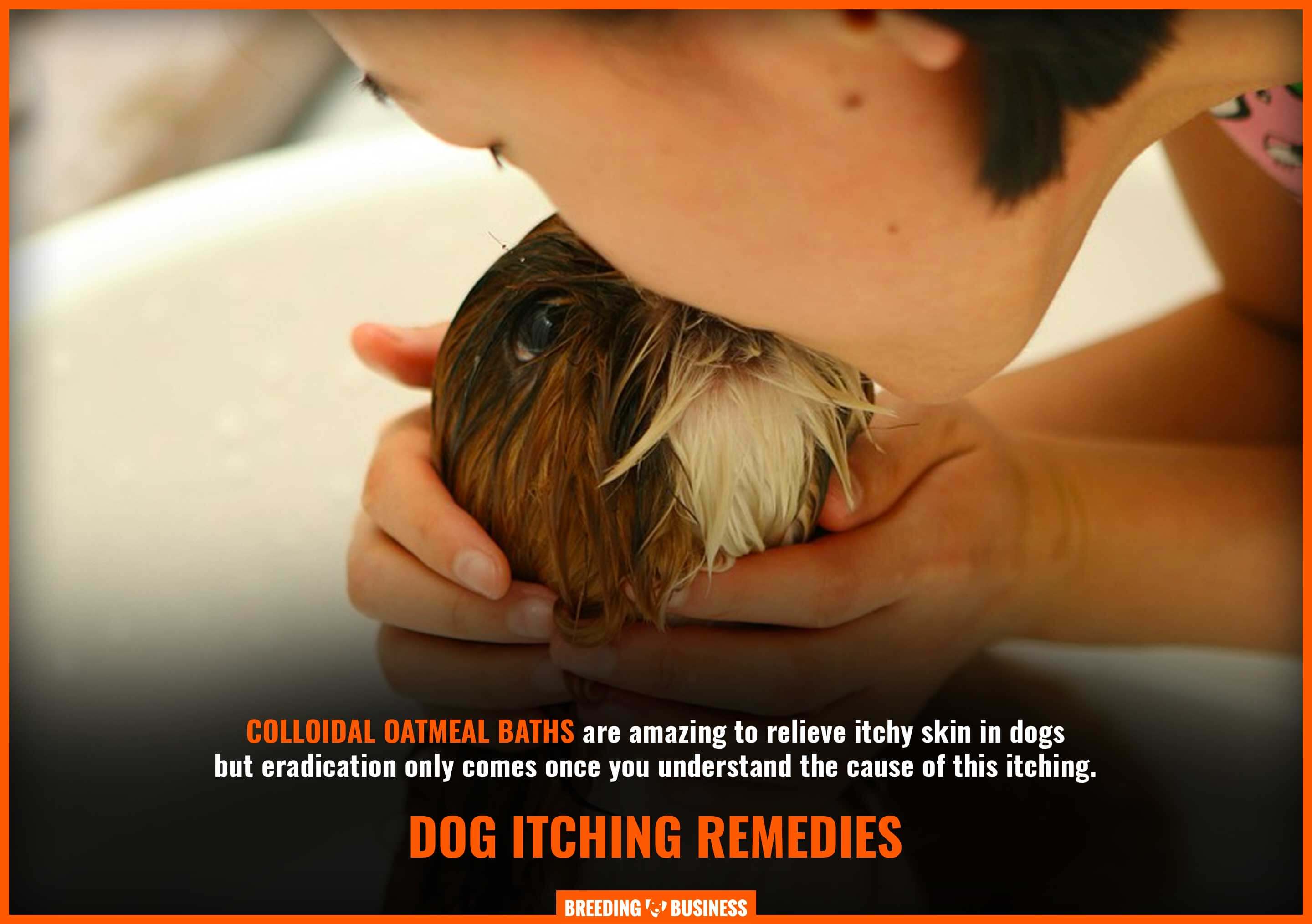 oatmeal bath as dog itching remedy