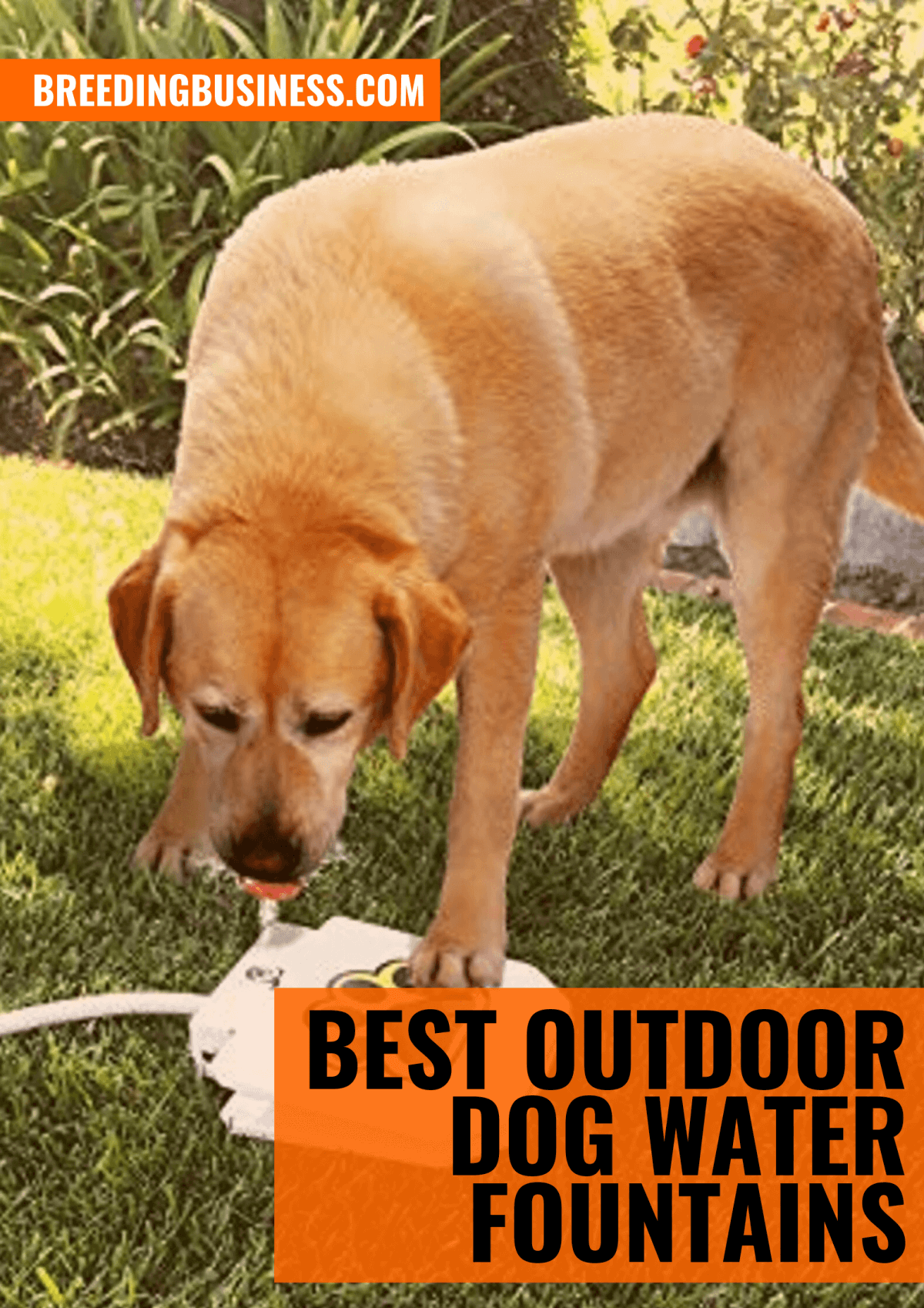 Top Outdoor Dog Water Fountains