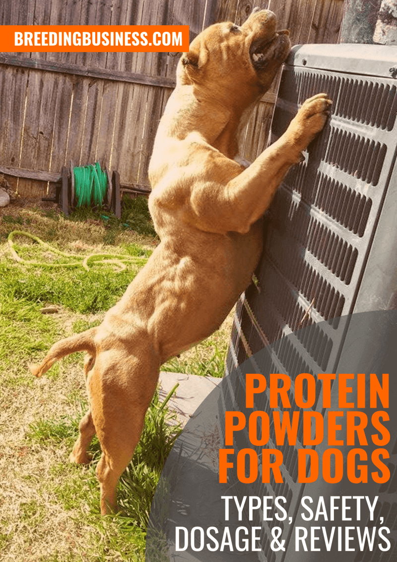 Protein Powders for Dogs Types, Safety, Dosage & Best Reviews
