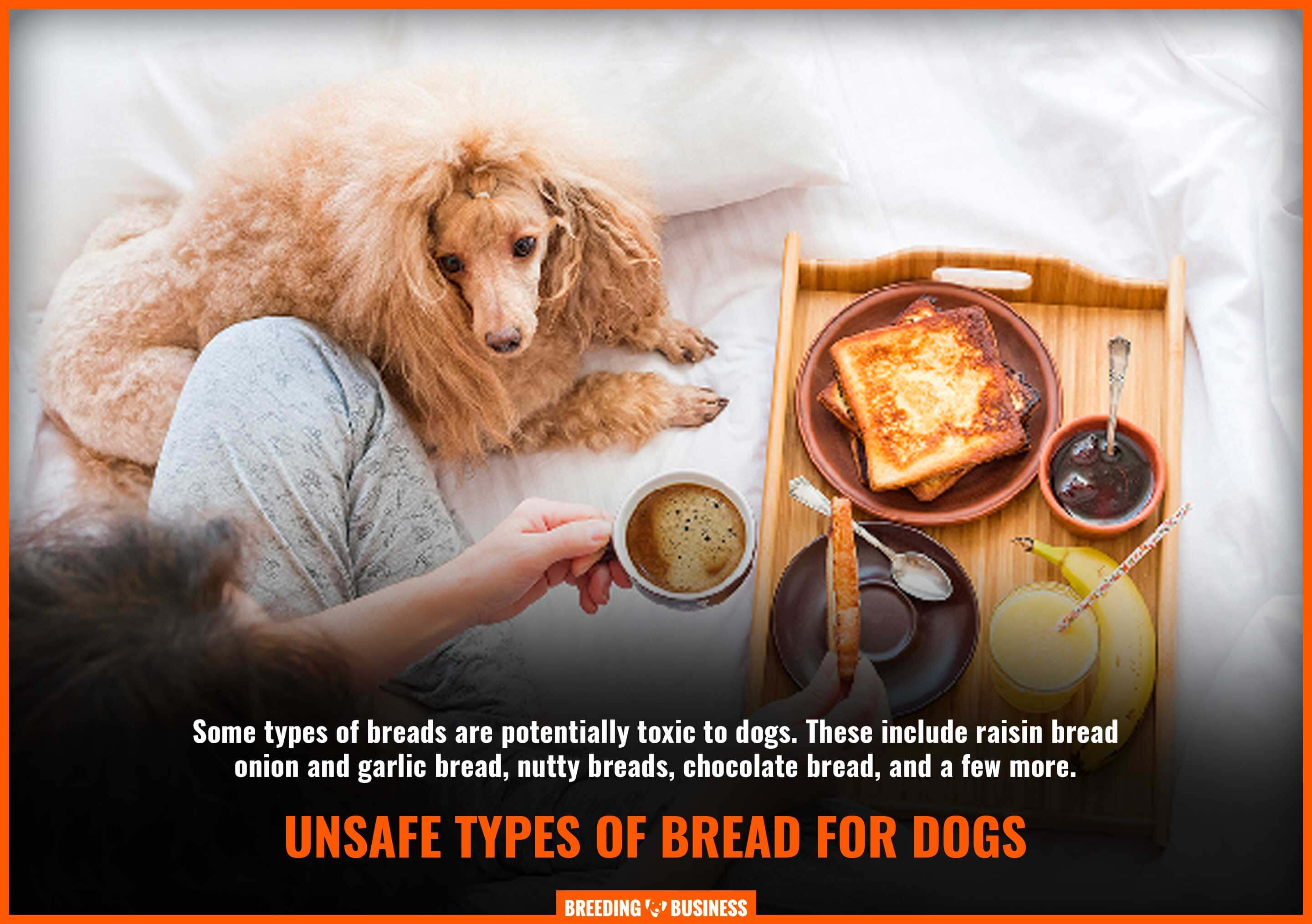 Bread For Dogs Safety Risks Benefits Faq Breeding Business