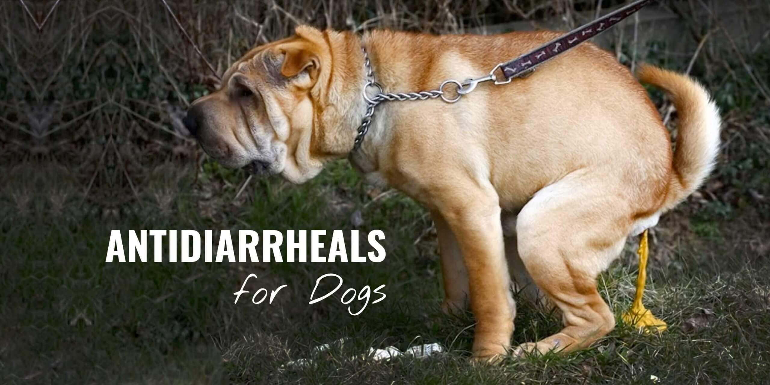 anti diarrhea med for dogs