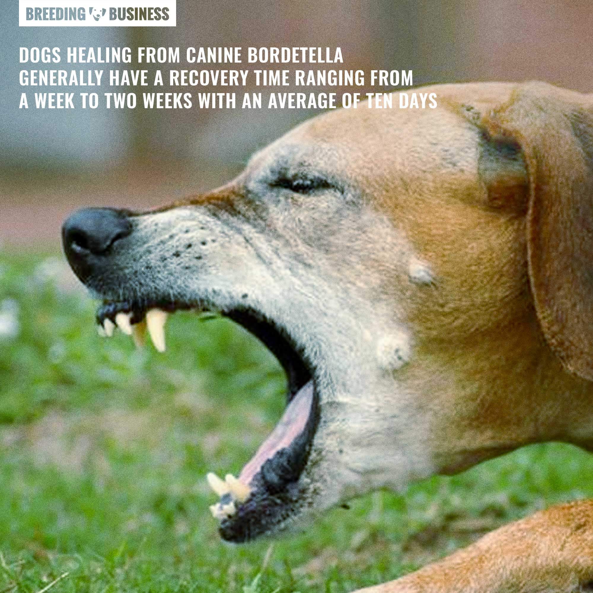 canine bordetella recovery