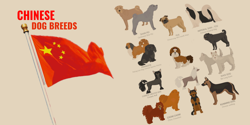 chinese dog breeds list