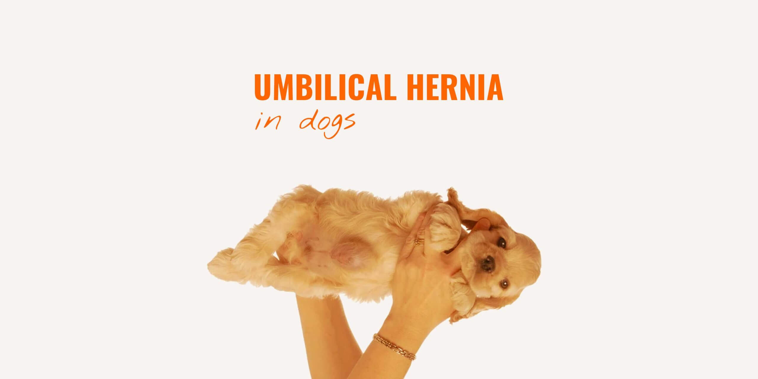 Puppies Umbilical Hernia Dogs