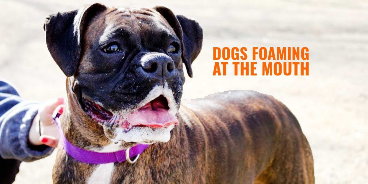 Why Do Dogs Foam at the Mouth – Reasons 