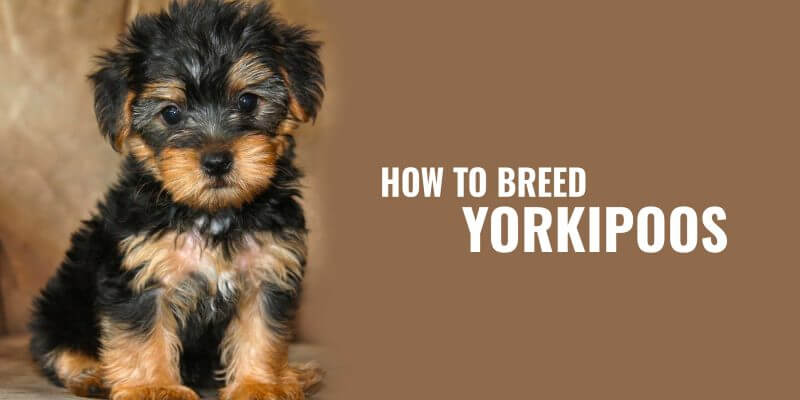 Breeding the Yorkshire Terrier x Poodle Mix