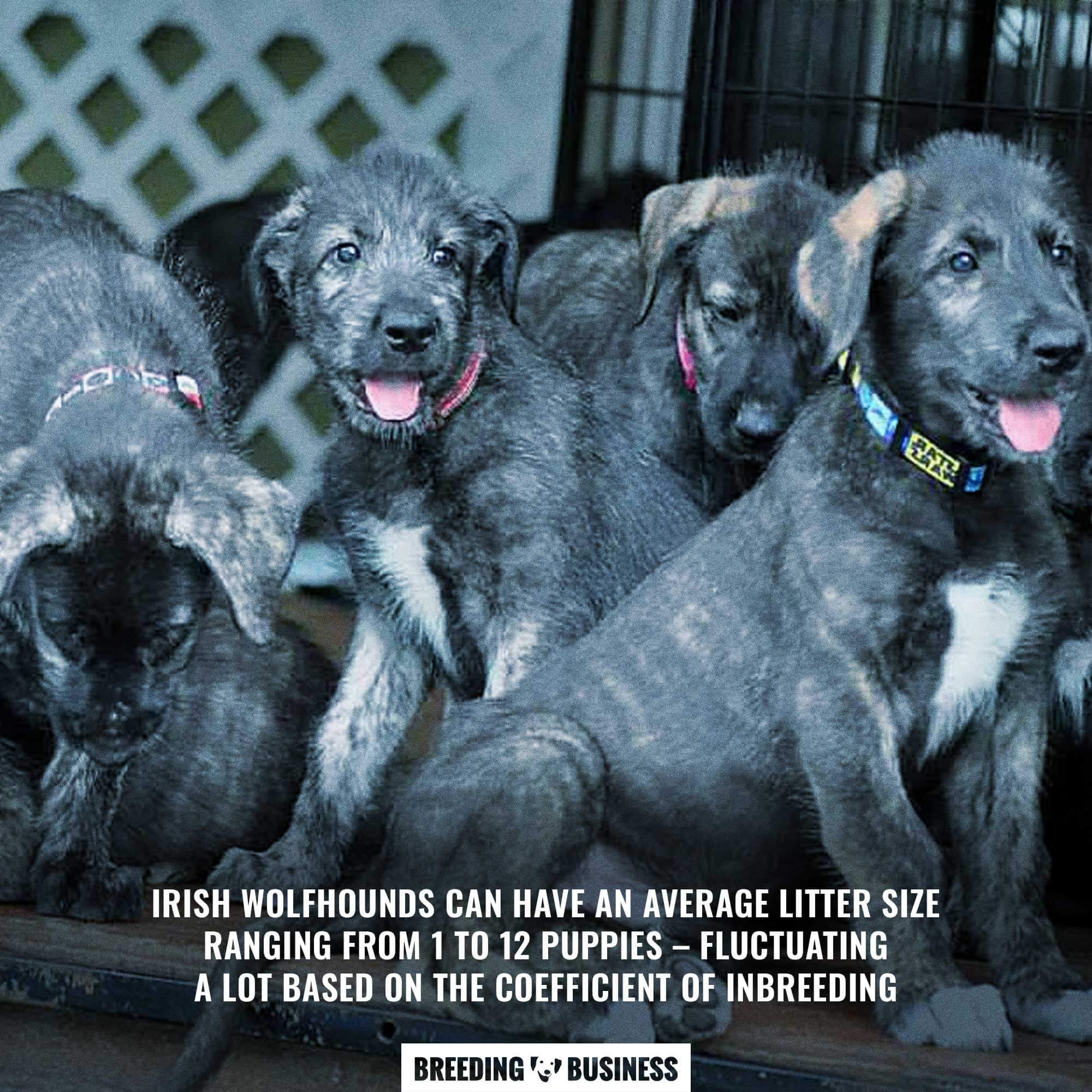 irish wolfhound's puppy litter size