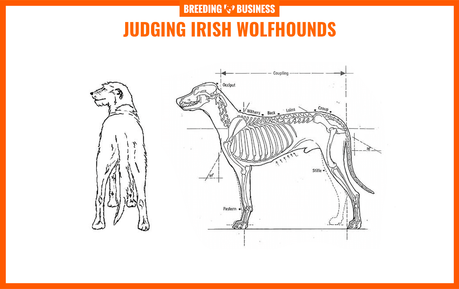 irish wolfhounds breed standard