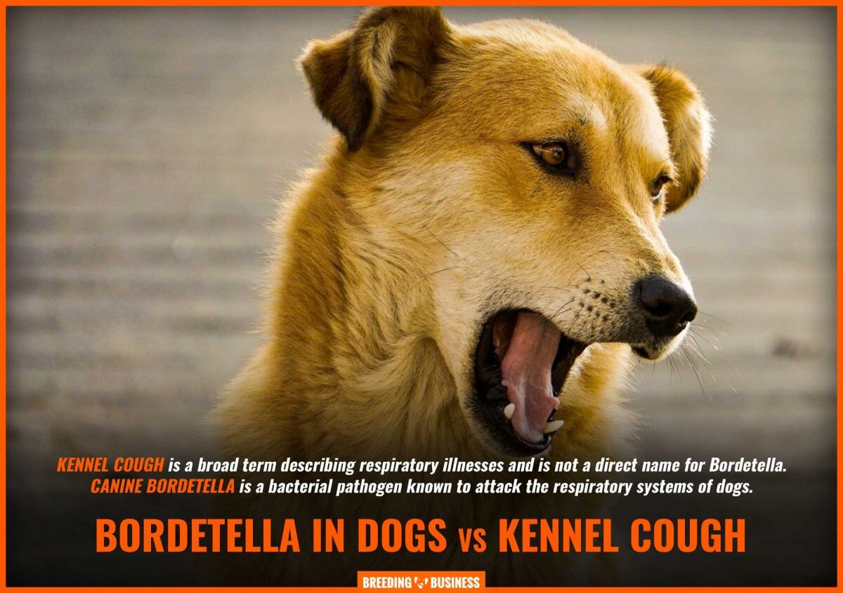 Bordetella in Dogs Definition, Symptoms, Prevention, Treatments & FAQ