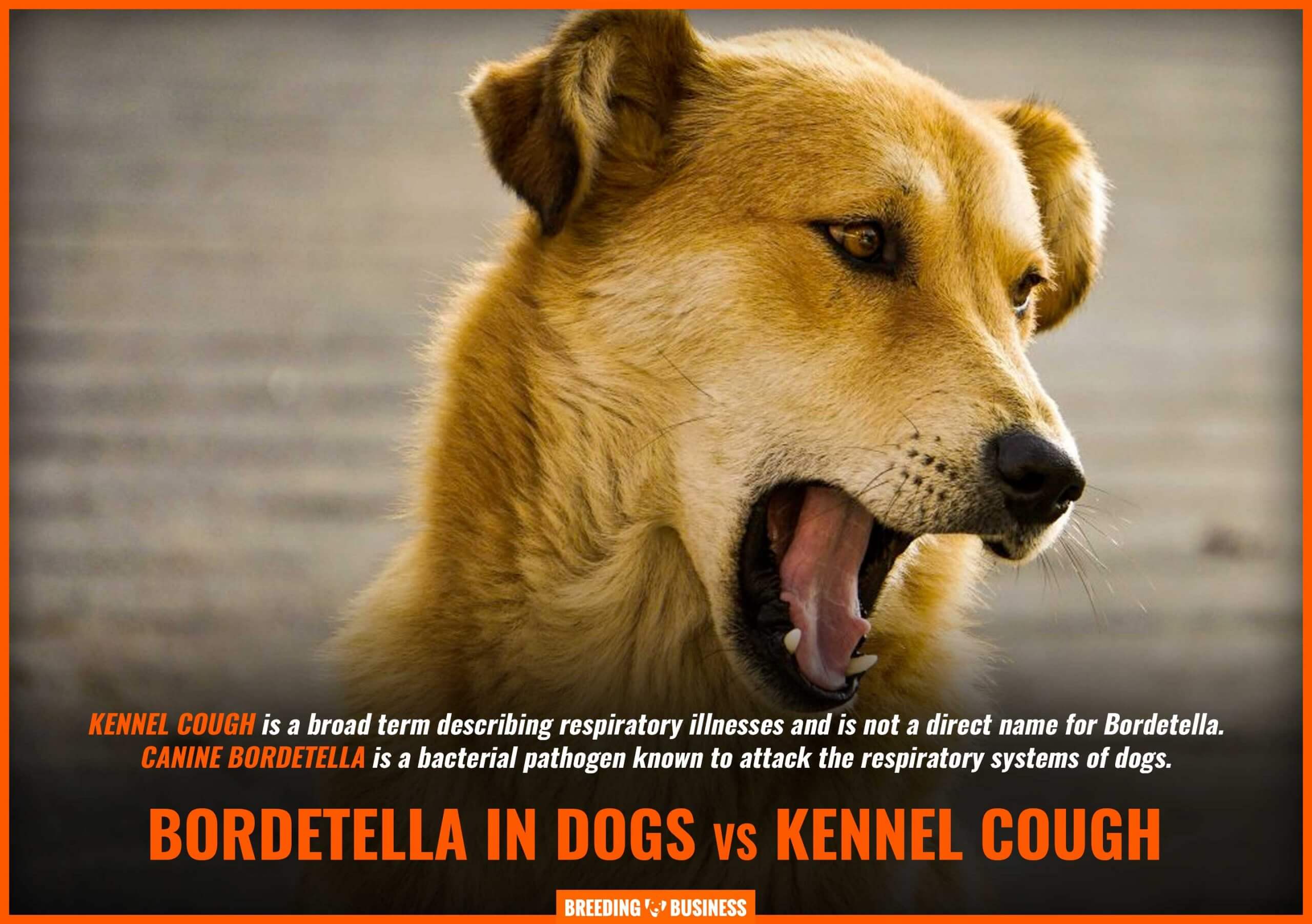 kennel cough vs bordetella in dogs