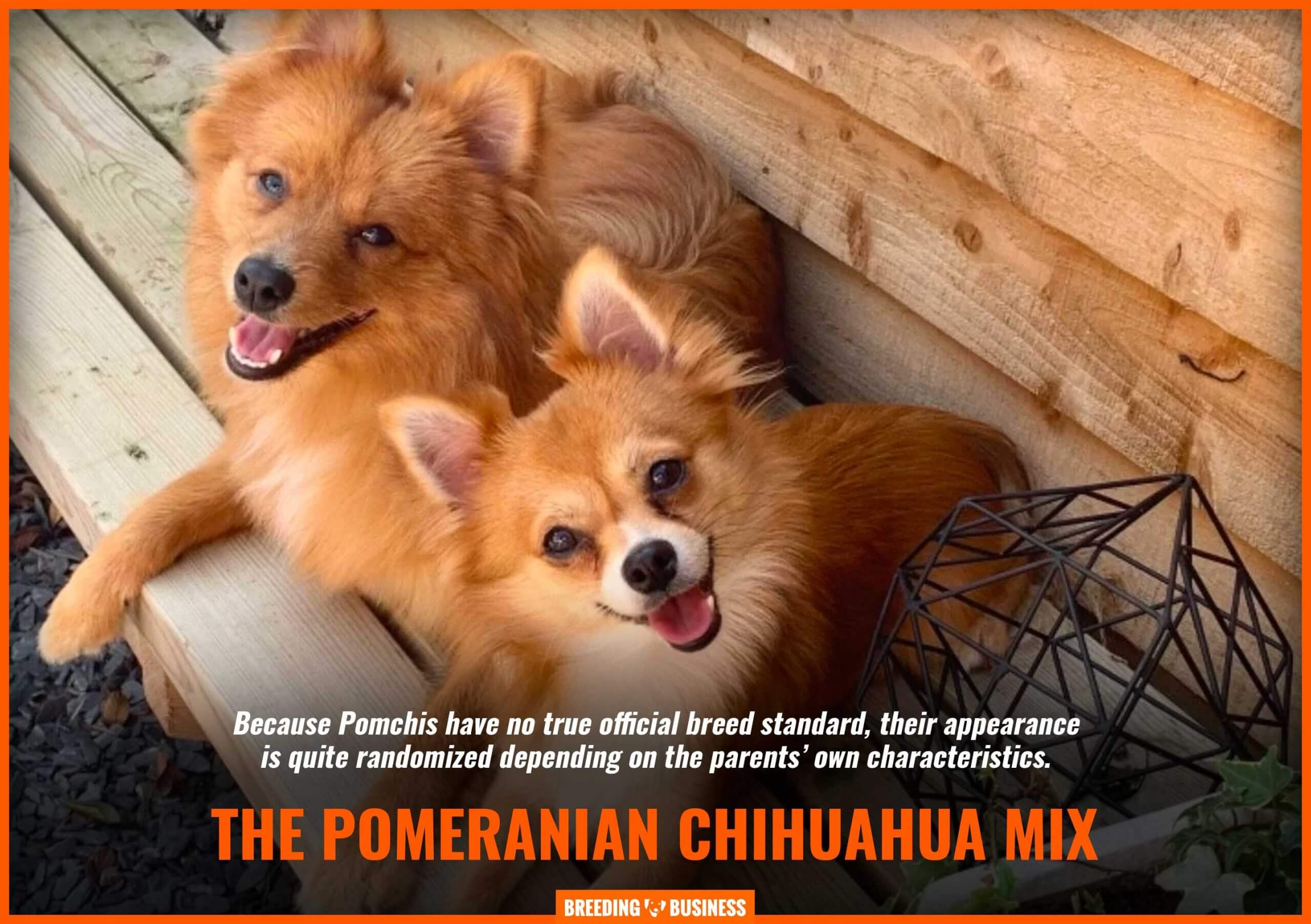 How To Breed Pomchis Breeding Half Pomeranian Half Chihuahua Dogs