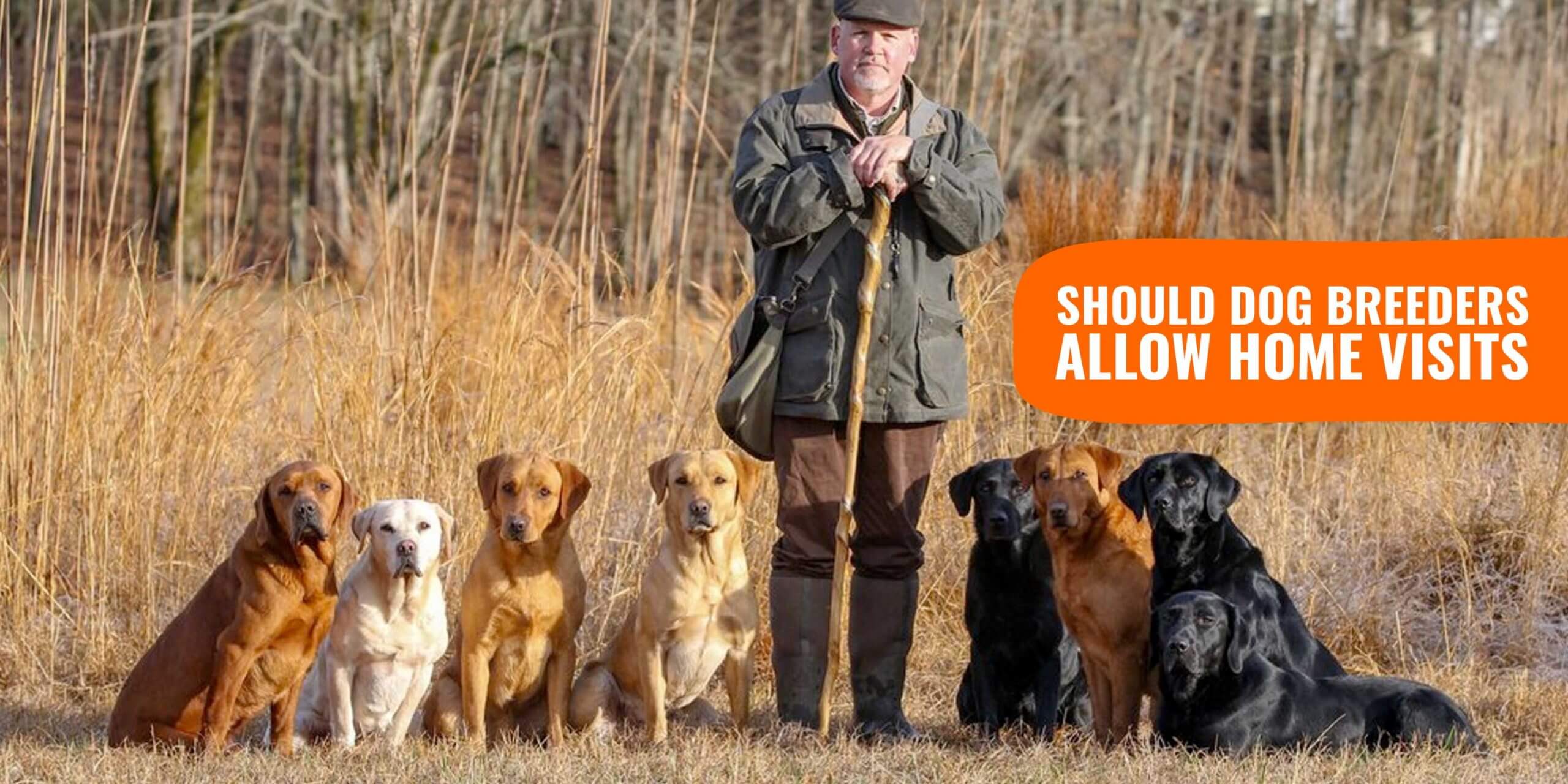 dog training home visits