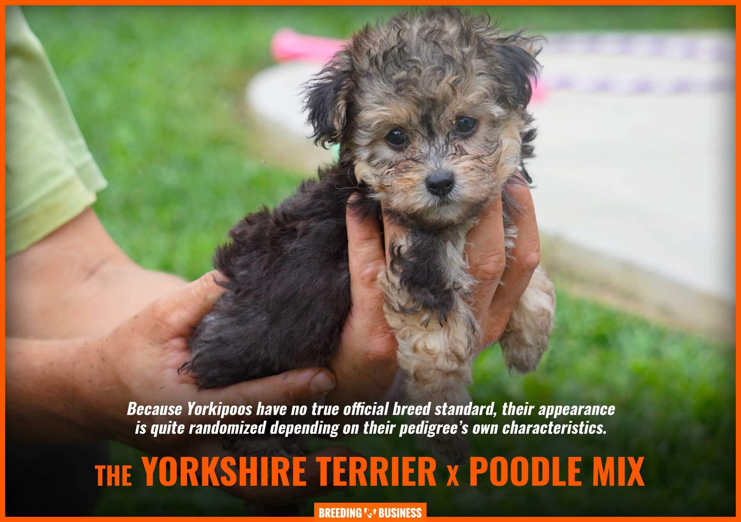 toy poodle terrier