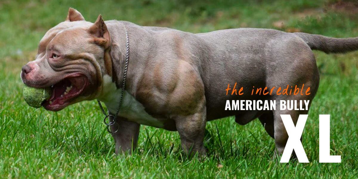 american bully dog for sale near me