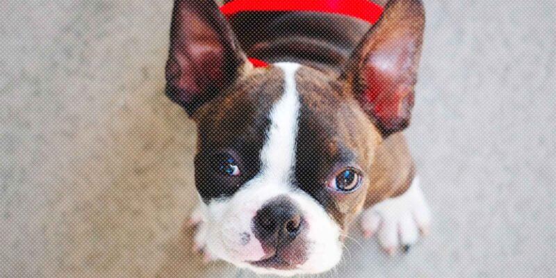 boston terrier american gentleman