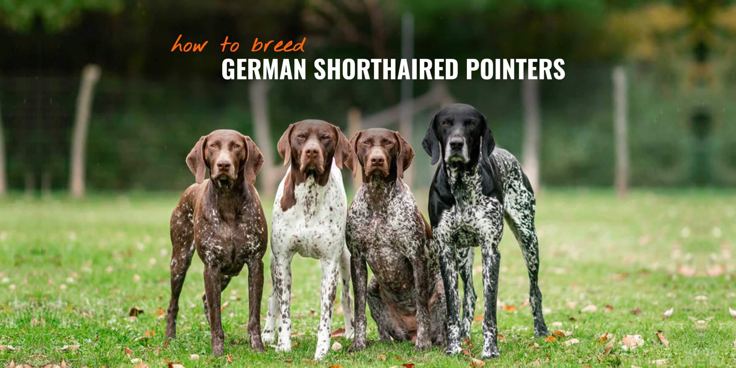 How To Breed German Shorthaired Pointers History Breeding Faq