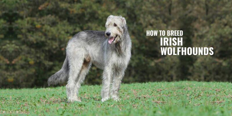 irish wolfhound breeders