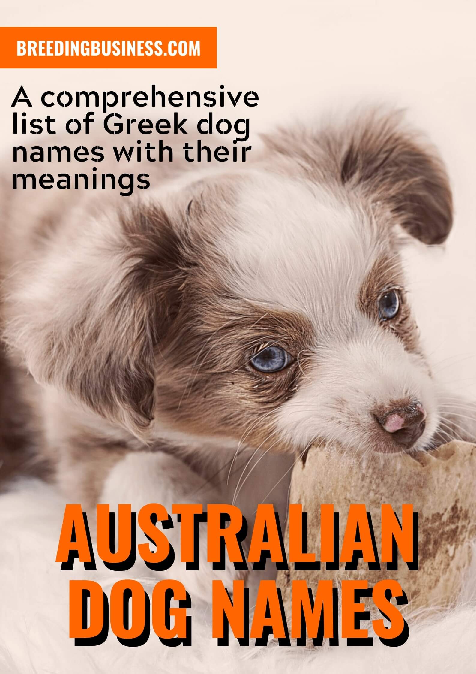 Australian Puppy Names 115 Names Inspired By Australia Oceania