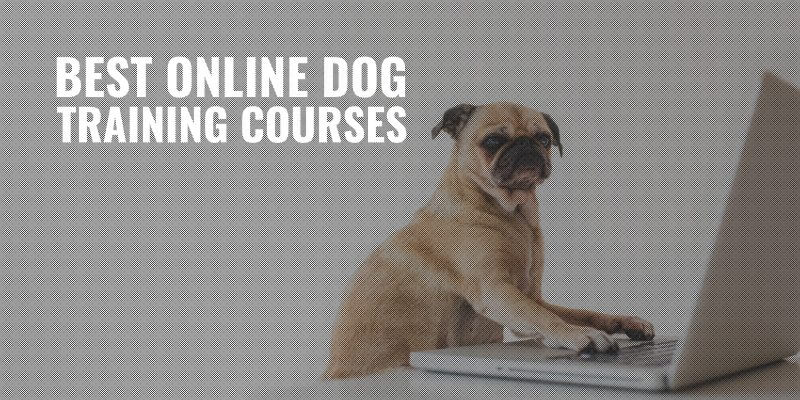 best online dog training