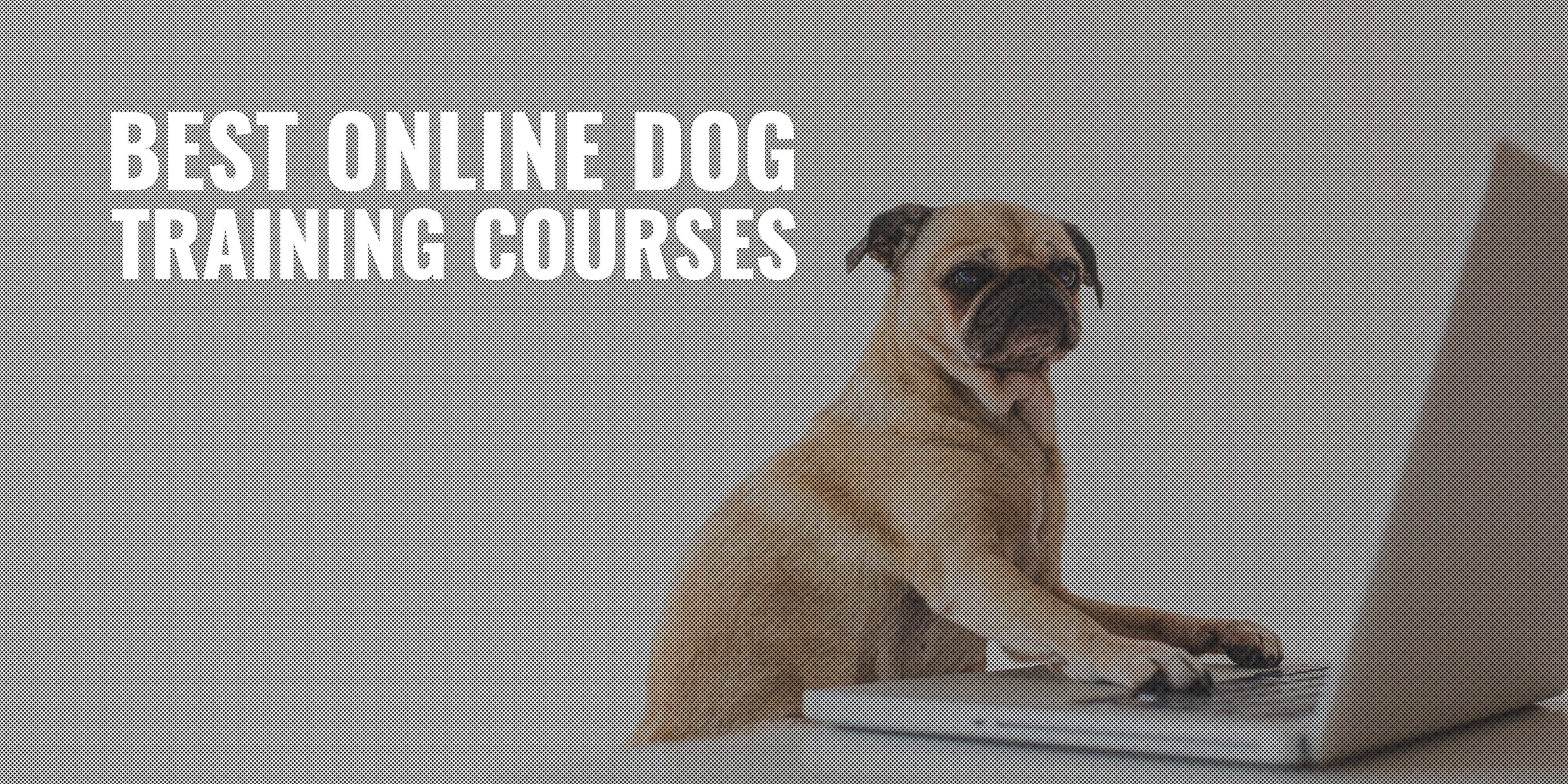 10 Best Online Dog Training Courses Reviews, Evaluation