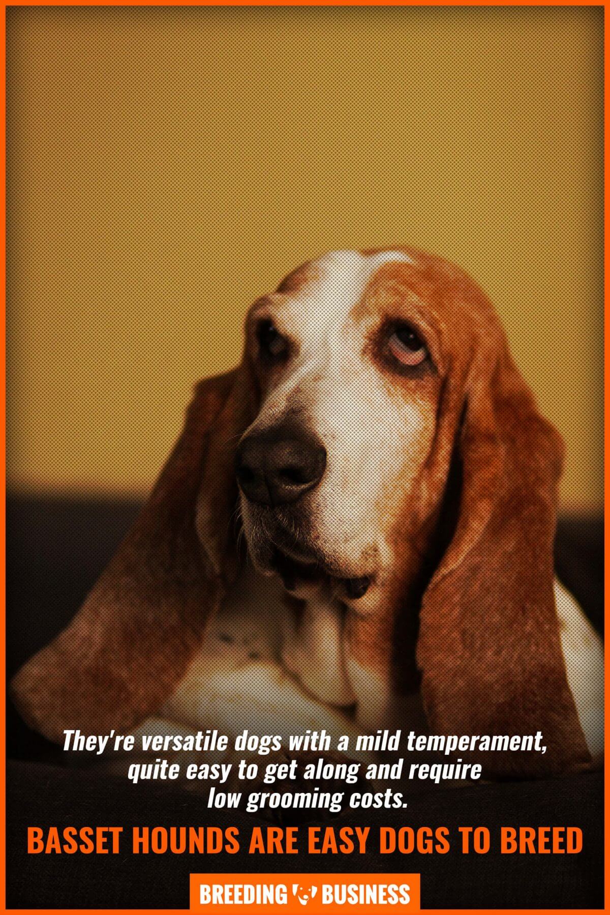 breeding basset hounds