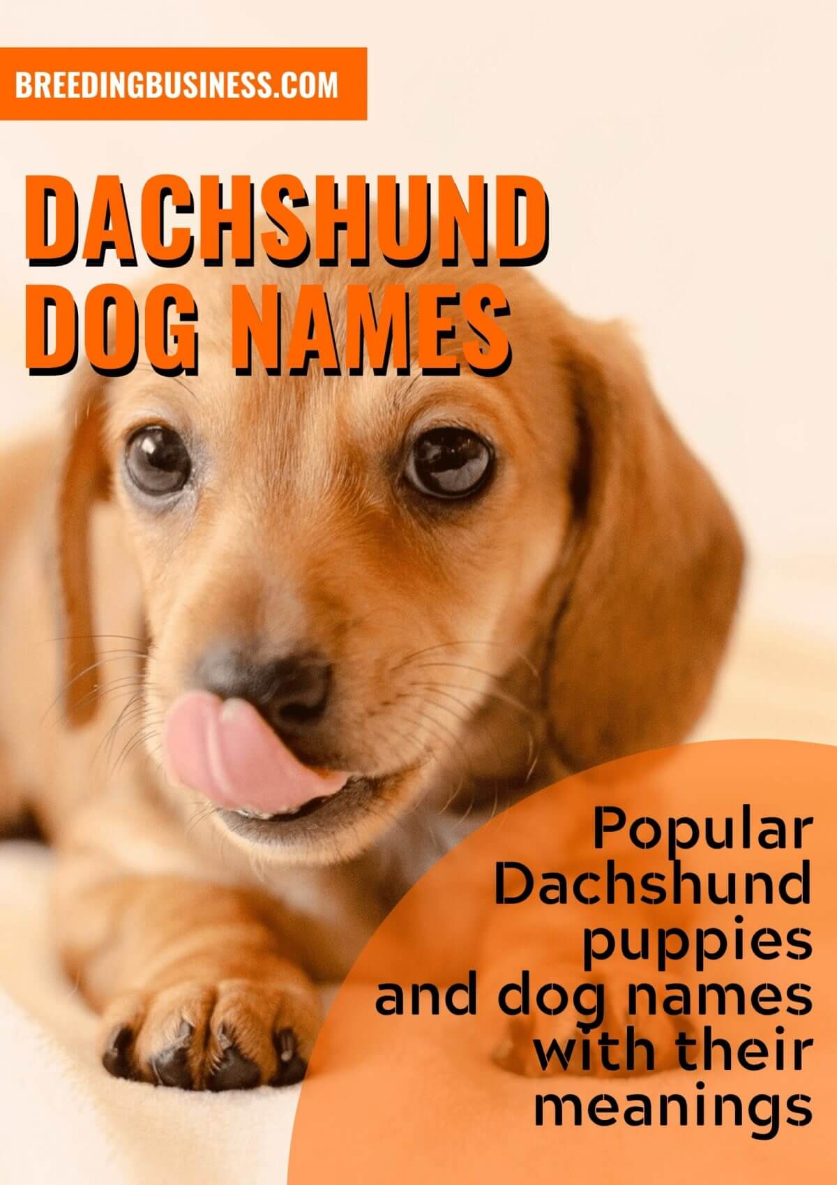 dachshund dog names