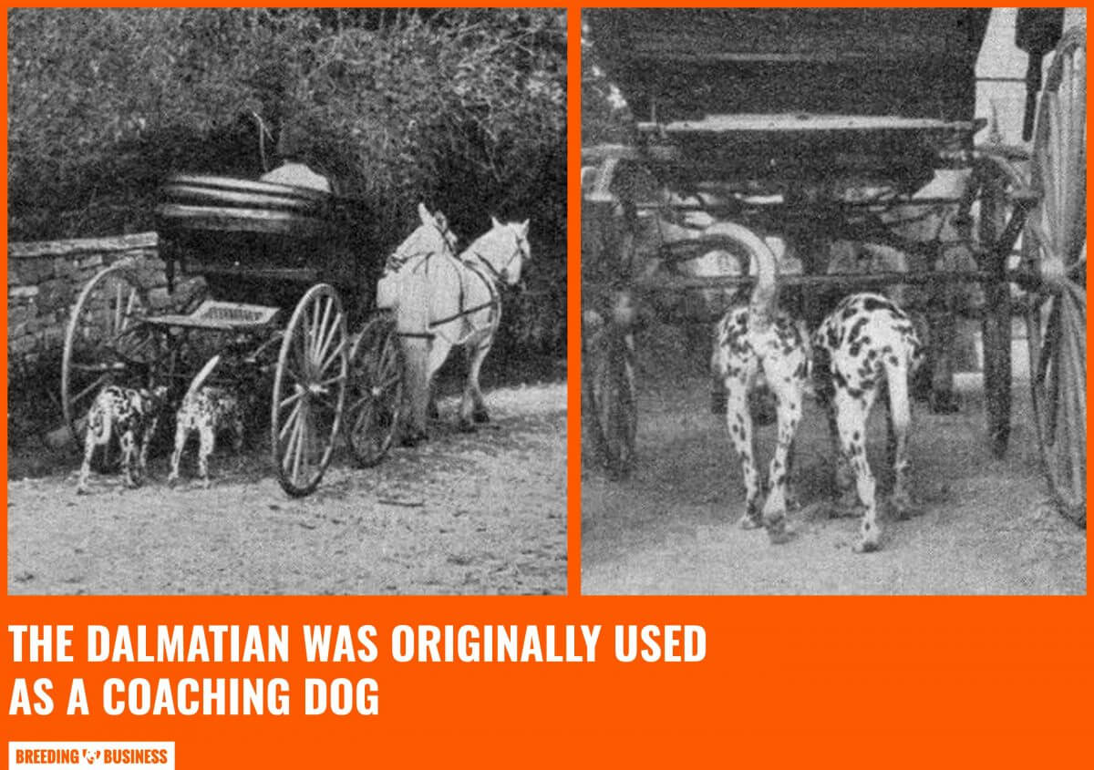 dalmatians as carriage dogs